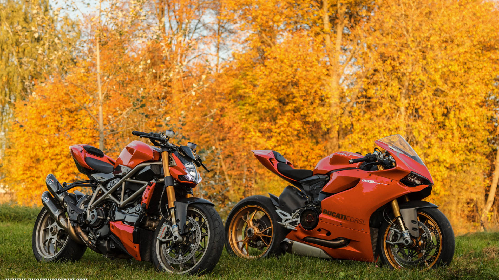 杜卡迪 桌布 壁紙 — 兩輛紅色Ducati摩托車停在草地上，背後有金黃色的秋樹閃耀。