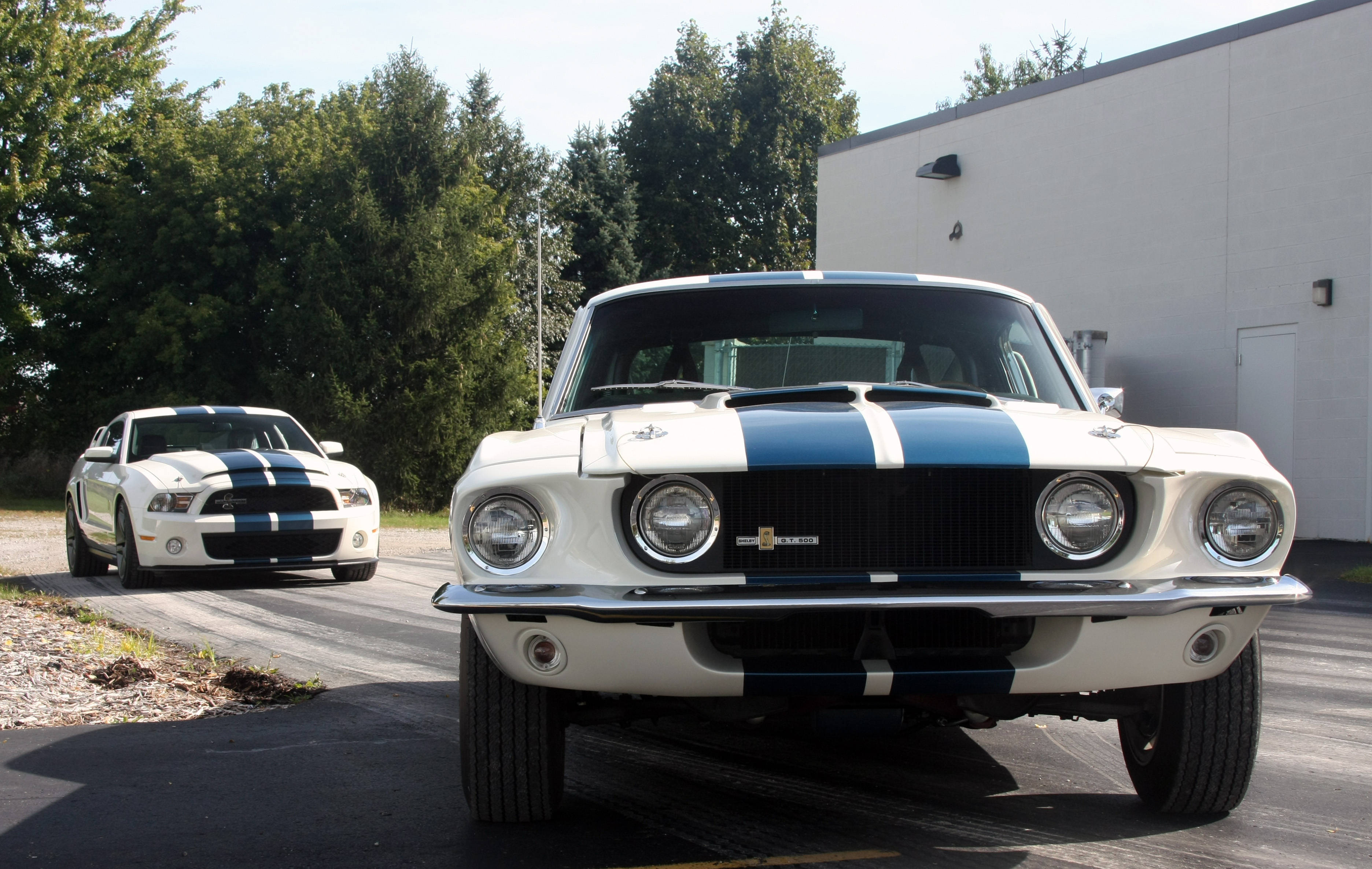 shelby iPhone 桌布 壁紙 — 兩輛經典白色Shelby Mustang，帶有藍色賽車條紋，停在靠近樹木和建築物的瀝青路面上。