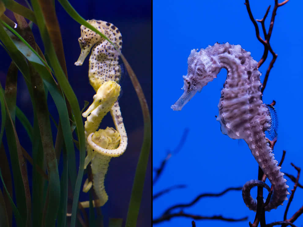 兩隻不同顏色的海馬在水族箱中 壁紙
