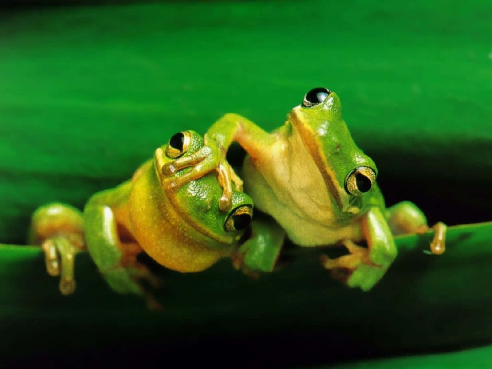 Aesthetic Frog 桌布 壁紙 — 兩隻亮綠色樹蛙緊貼著一片葉子，擁有明亮的大眼睛和紋理皮膚，在茂密的叢林環境中。