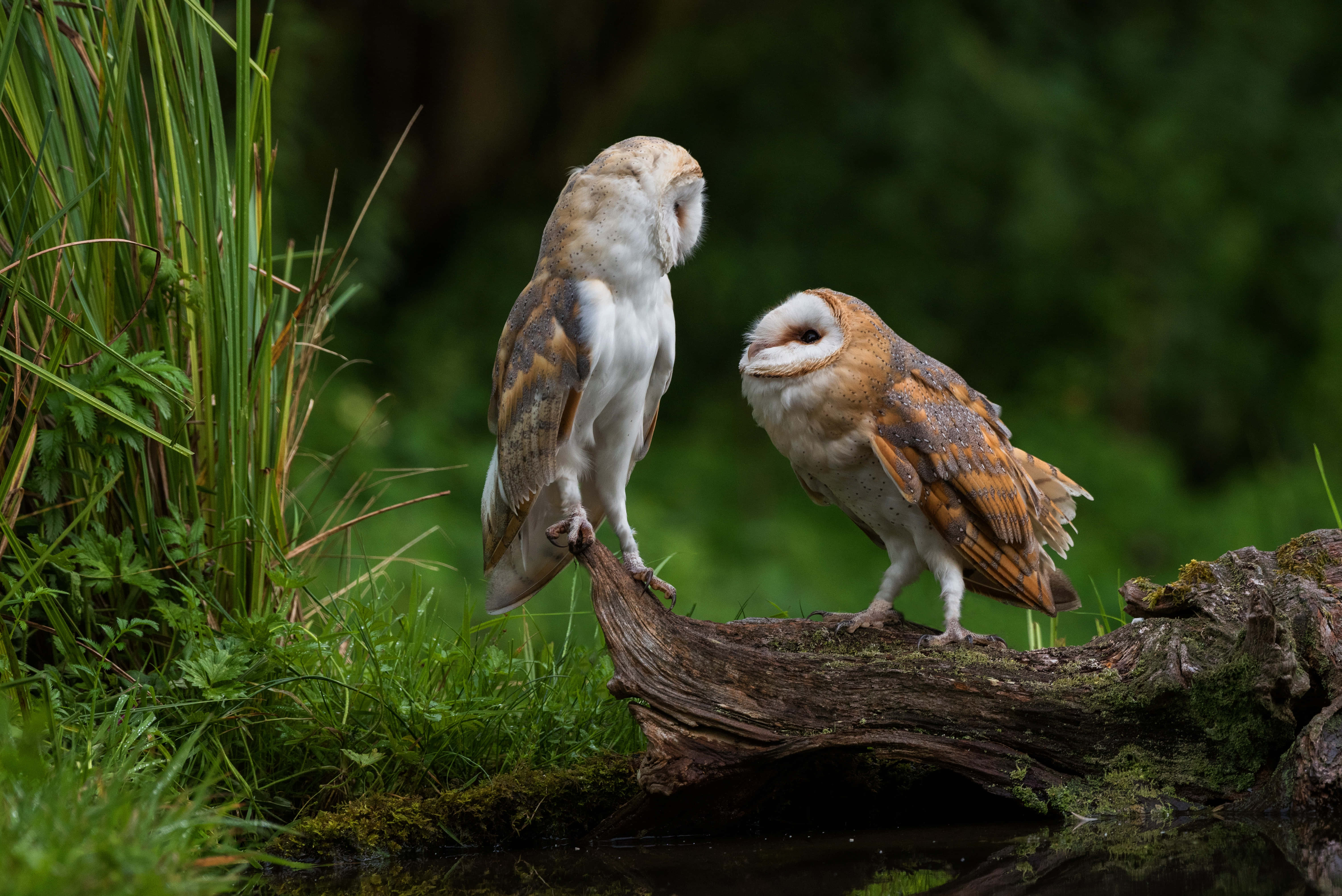 barn owl 桌布 壁紙 — 兩隻倉鴞棲息在長滿苔蘚的木頭上，靠近水邊，在茂密的綠色森林中面對面。
