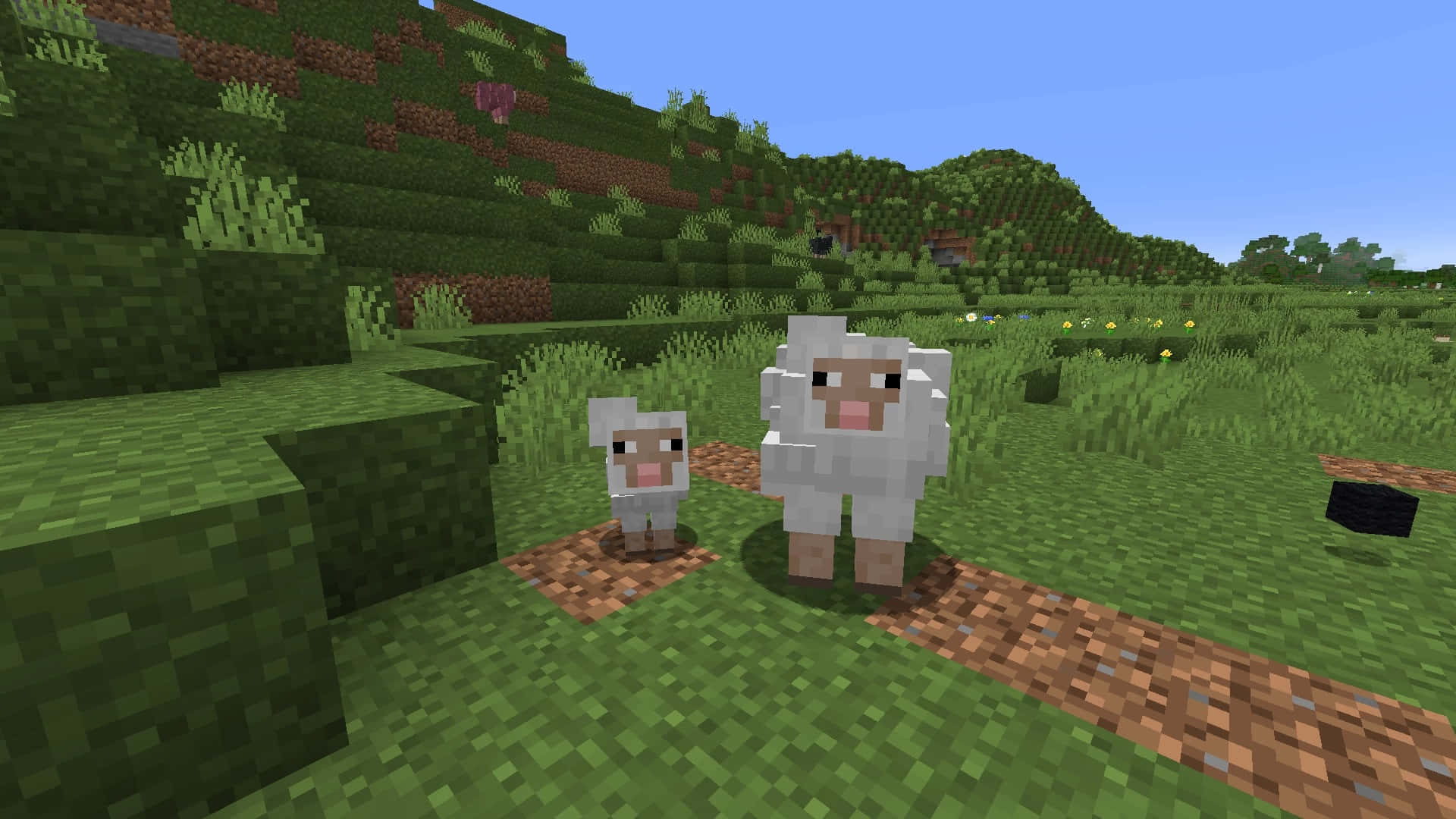 Minecraft Sheep 桌布 壁紙 — 兩隻像素化的羊站在泥土小徑上，背景是方塊狀的草地Minecraft景觀，上方是清澈的藍天。