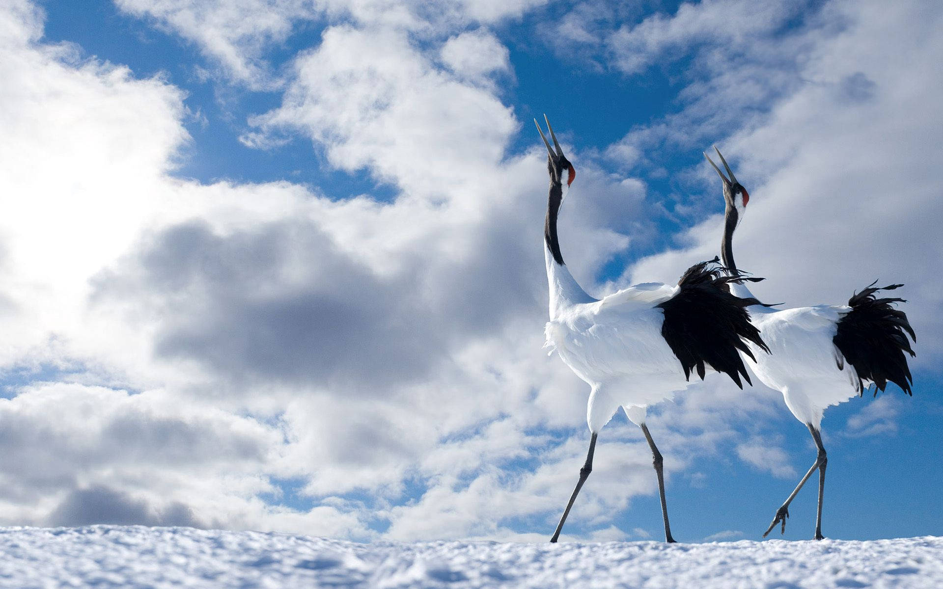 birds 桌布 壁紙 — 兩隻優雅的丹頂鶴高高站立在雪地上，背景是湛藍的天空和蓬鬆的白雲。