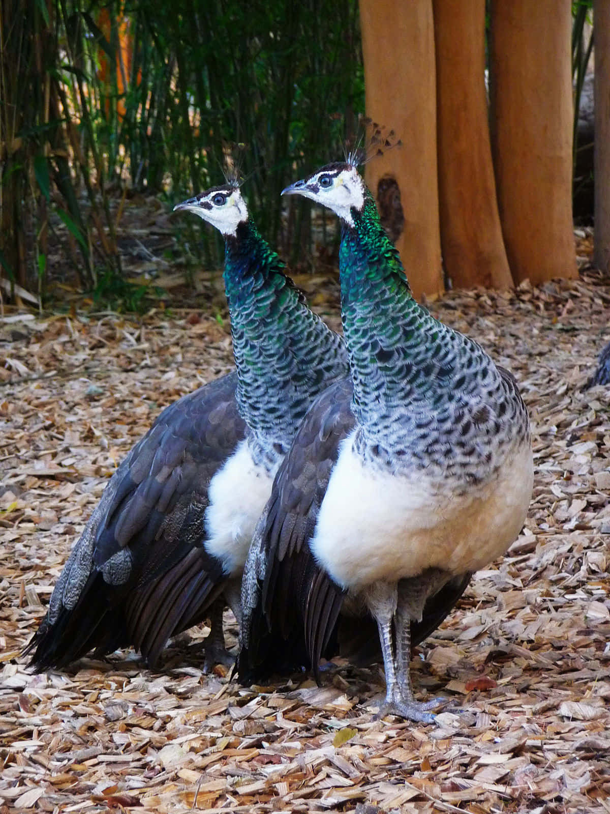 Peahen 桌布 壁紙 — 兩隻優雅的孔雀並肩站在乾燥的落葉上，周圍是高高的竹子和樹幹。