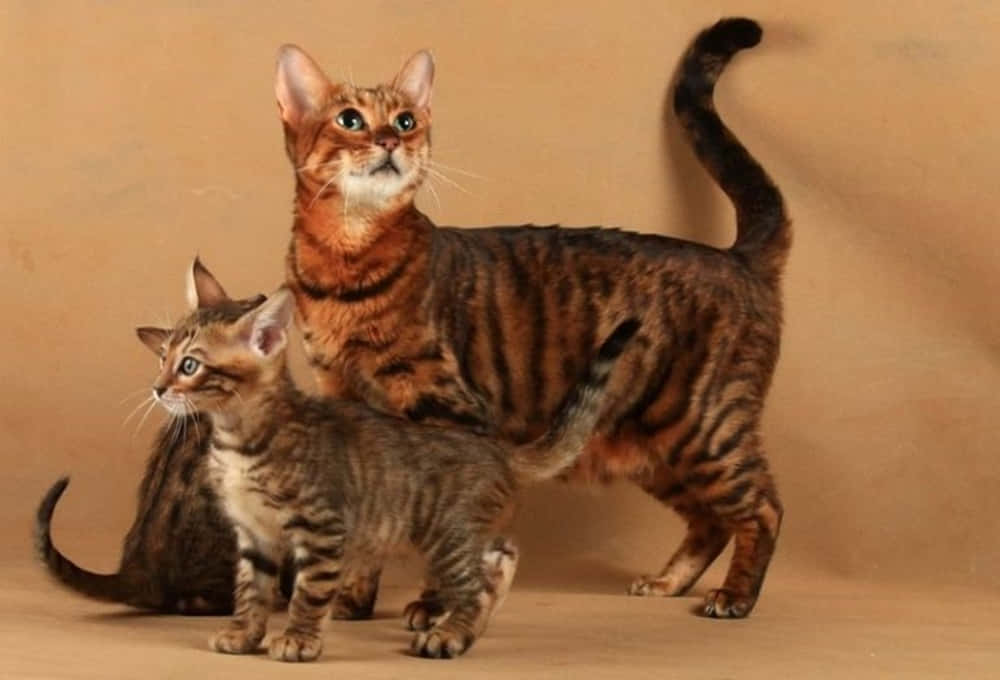 Toyger 桌布 壁紙 — 兩隻優雅的孟加拉貓，帶有引人注目的斑點皮毛，在溫暖的米色背景前擺姿勢，一隻警覺地站著，另一隻平靜地坐著。