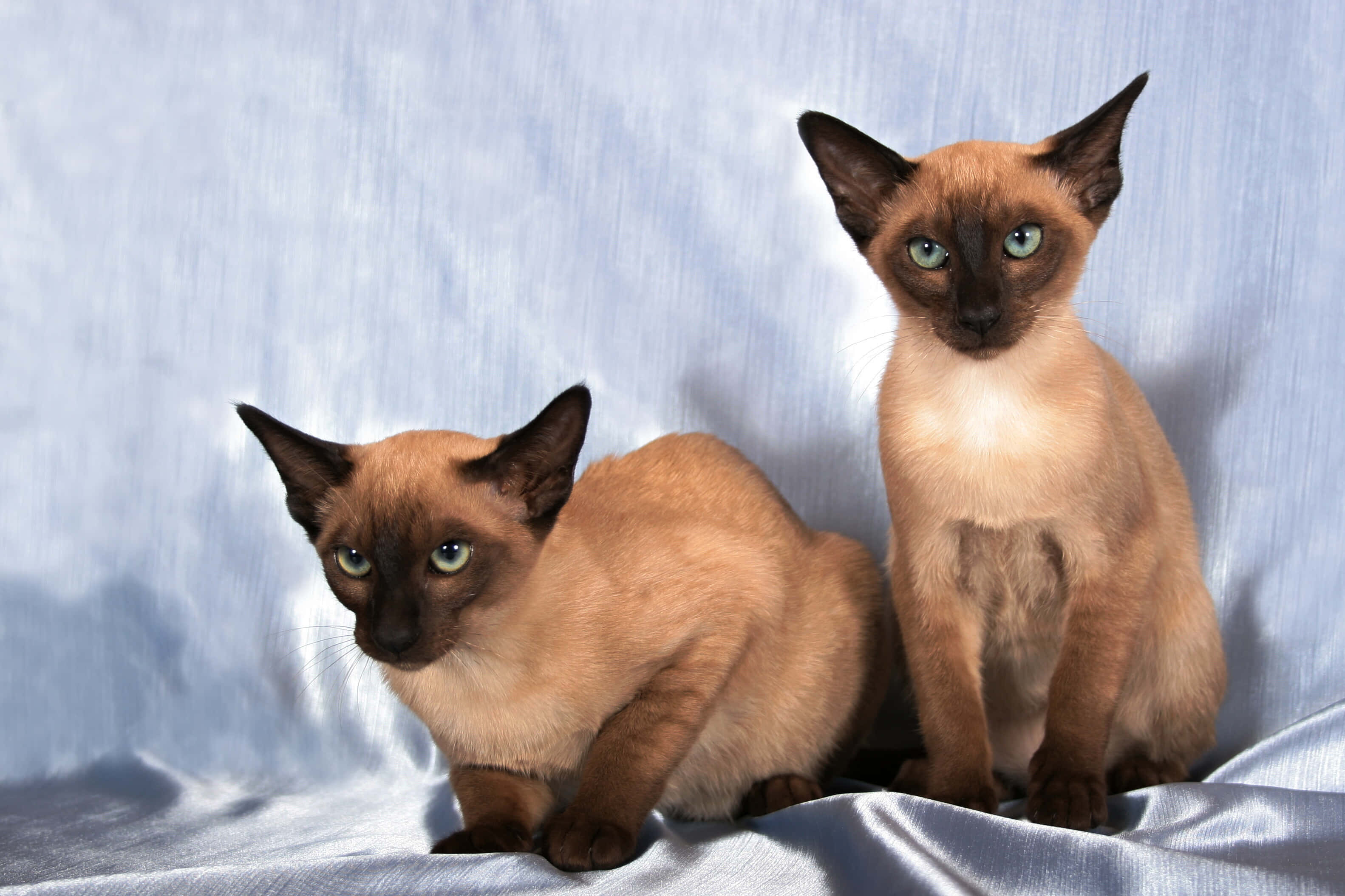 Tonkinese 桌布 壁紙 — 兩隻優雅的暹羅貓咪，擁有引人注目的綠色眼睛，端坐在柔軟的藍色緞面背景上。
