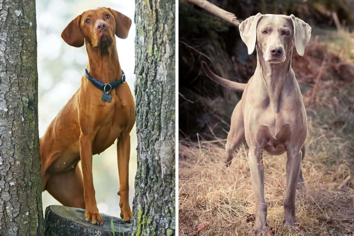 Weimaraner 桌布 壁紙 — 兩隻優雅的獵犬，一隻紅棕色坐在樹幹之間，另一隻灰色在乾草中警覺地站立。