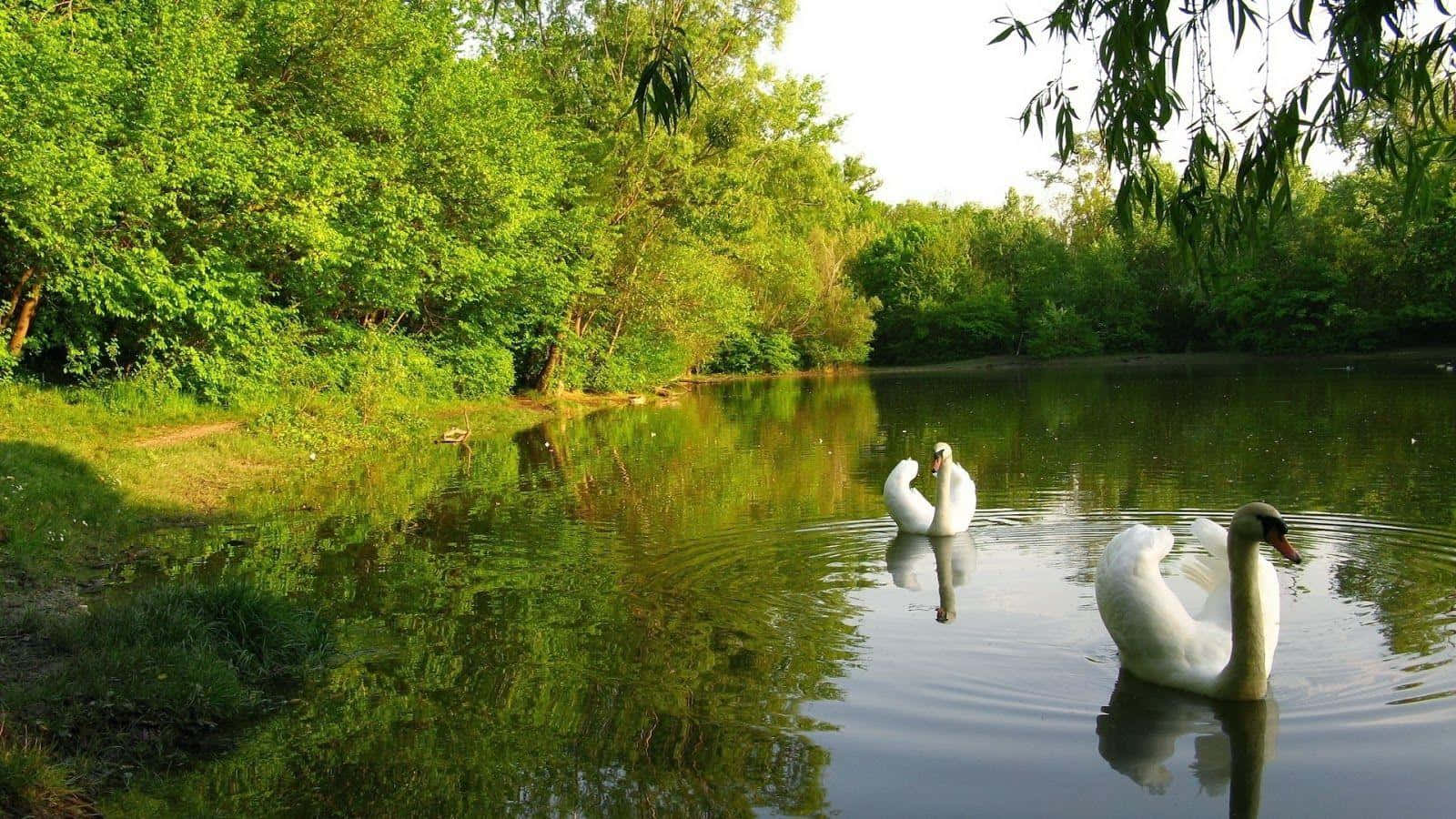 Pond 桌布 壁紙 — 兩隻優雅的白天鵝在平靜的池塘上優雅地滑行，周圍是茂密的綠樹和斑駁的陽光。