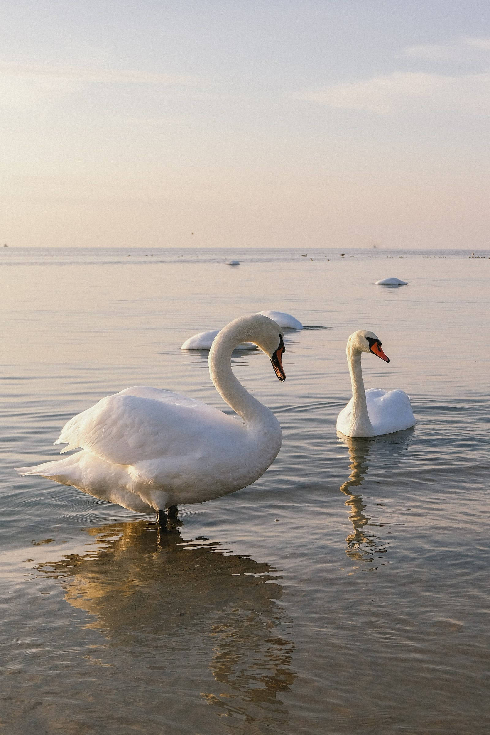 birds 桌布 壁紙 — 兩隻優雅的白天鵝在柔和金色日落天空下，在平靜的水面上優雅地滑行。
