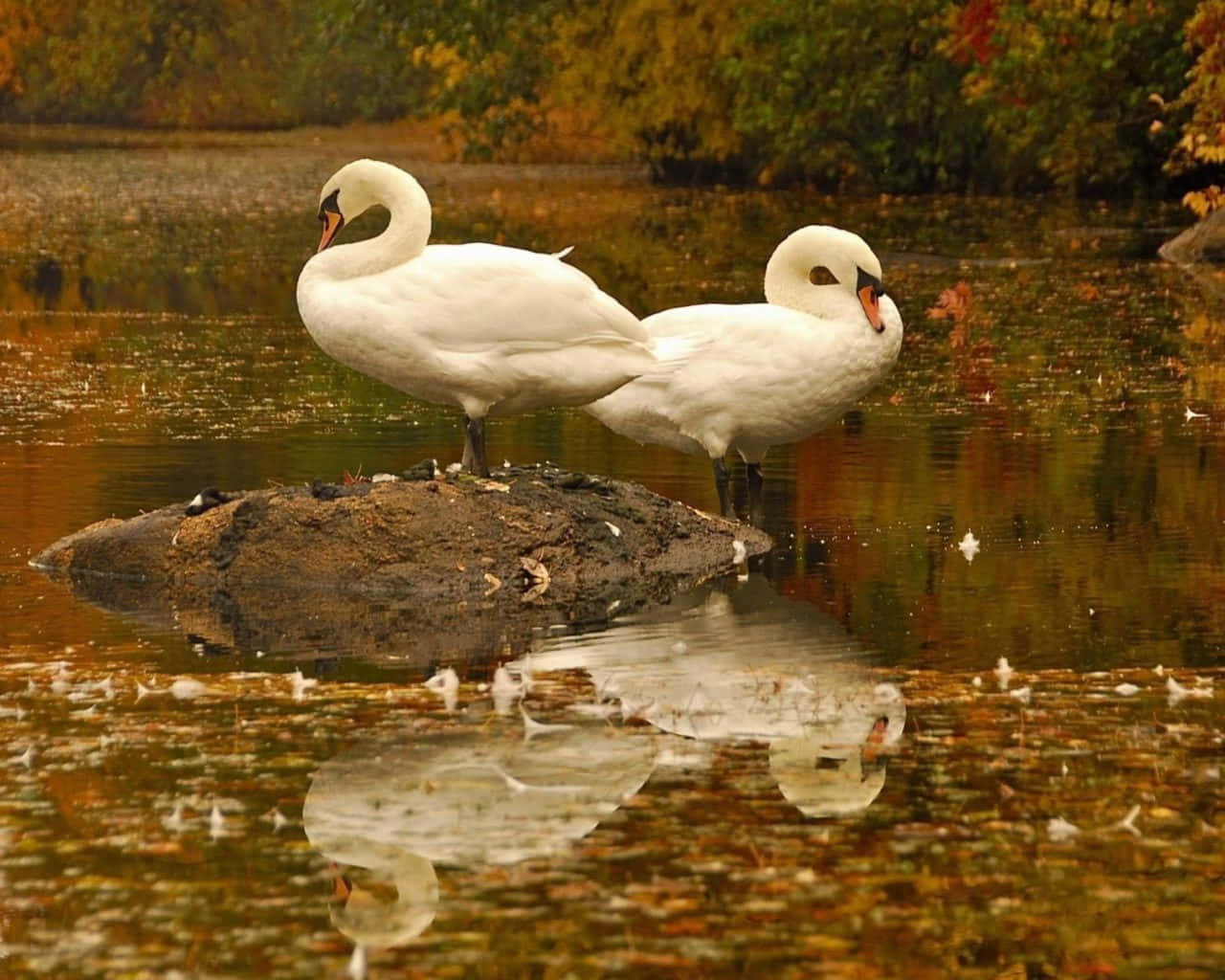 Fall Lake 桌布 壁紙 — 兩隻優雅的白天鵝站在秋日水中長滿苔蘚的岩石上，它們的倒影在落葉間閃爍。