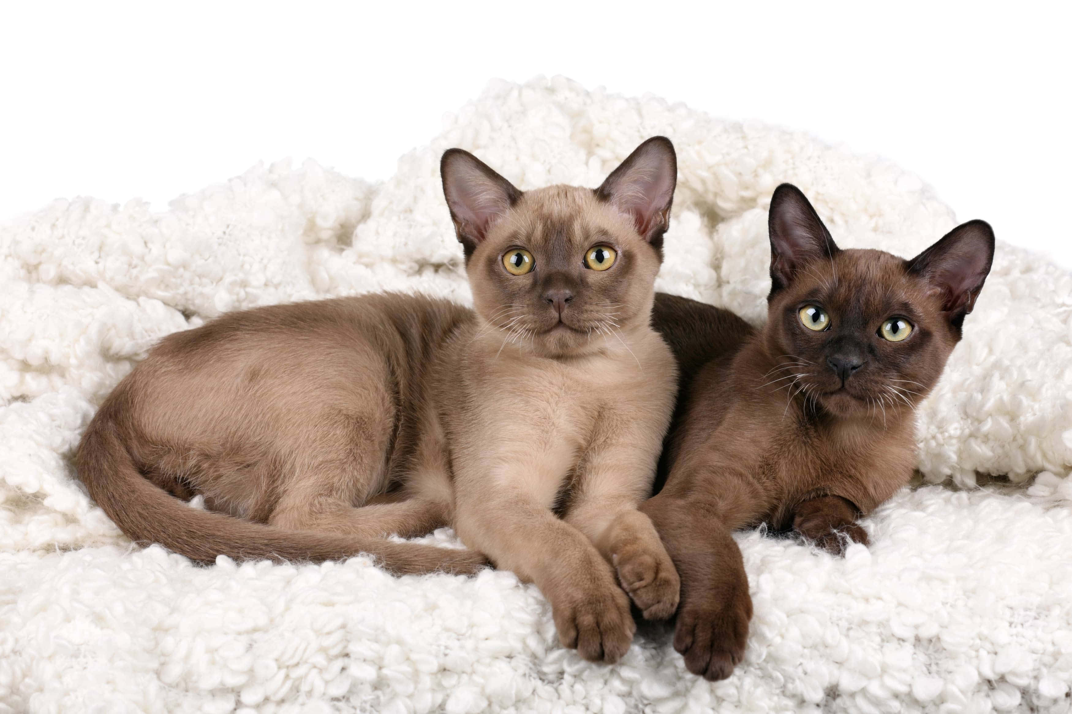 Burmese Cat 桌布 壁紙 — 兩隻優雅的緬因貓咪，擁有引人注目的綠色眼睛，並排躺在一張蓬鬆的白色毯子上，背景是潔淨的白色。