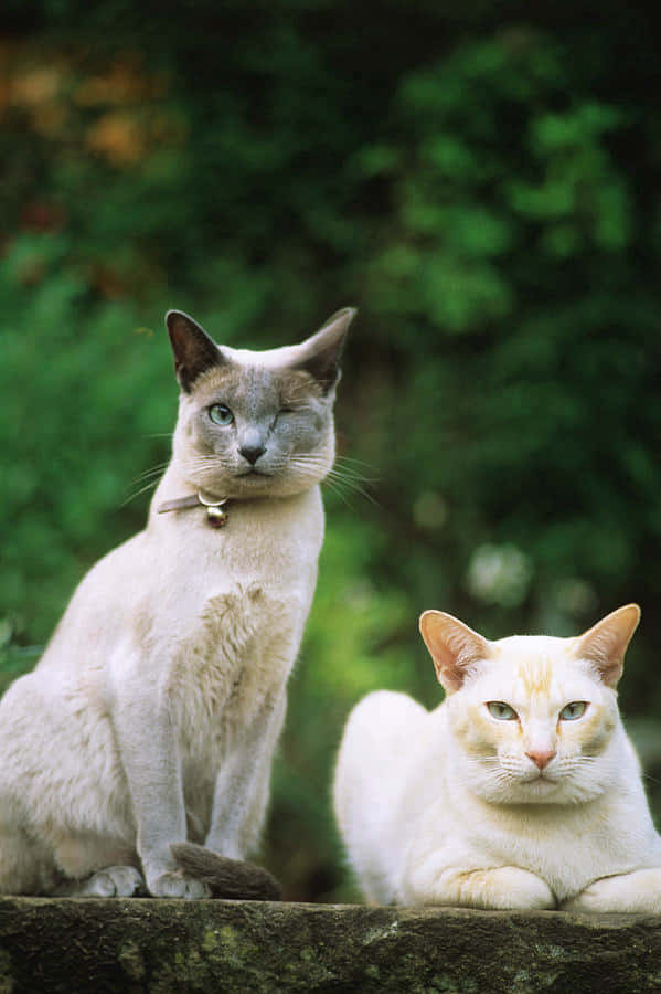 Tonkinese 桌布 壁紙 — 兩隻優雅的貓咪，一隻藍眼睛和一隻綠眼睛，平靜地坐在長滿苔蘚的石頭上，背景是鬱鬱蔥蔥的綠色。