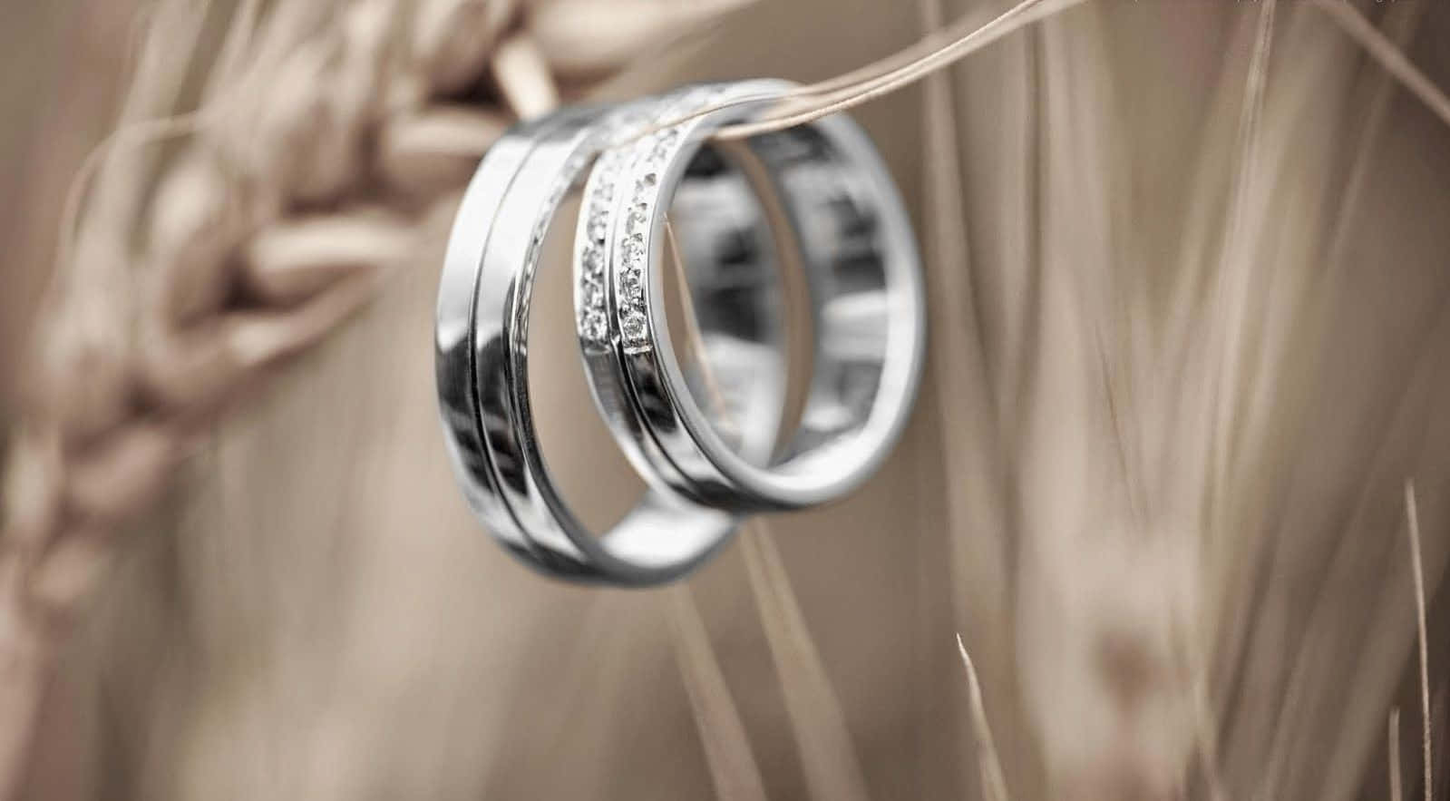 Wedding Rings 桌布 壁紙 — 兩隻優雅的銀色結婚戒指帶有鑽石點綴，在柔和自然光下安放在金色麥穗上。
