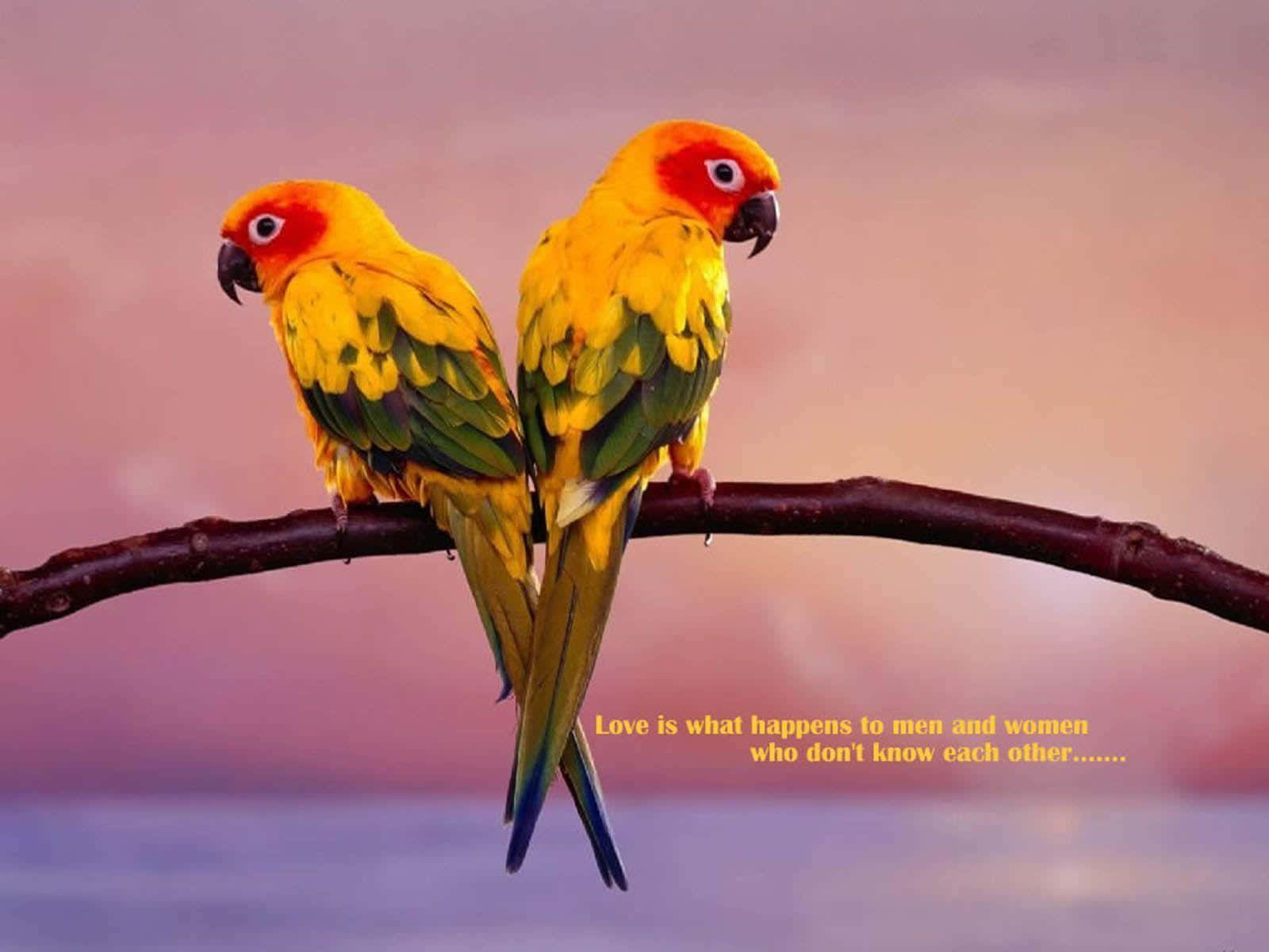 birds 桌布 壁紙 — 兩隻充滿活力的太陽錐尾鸚鵡並排站在樹枝上，背景是柔和的粉紅色和紫色日落天空。