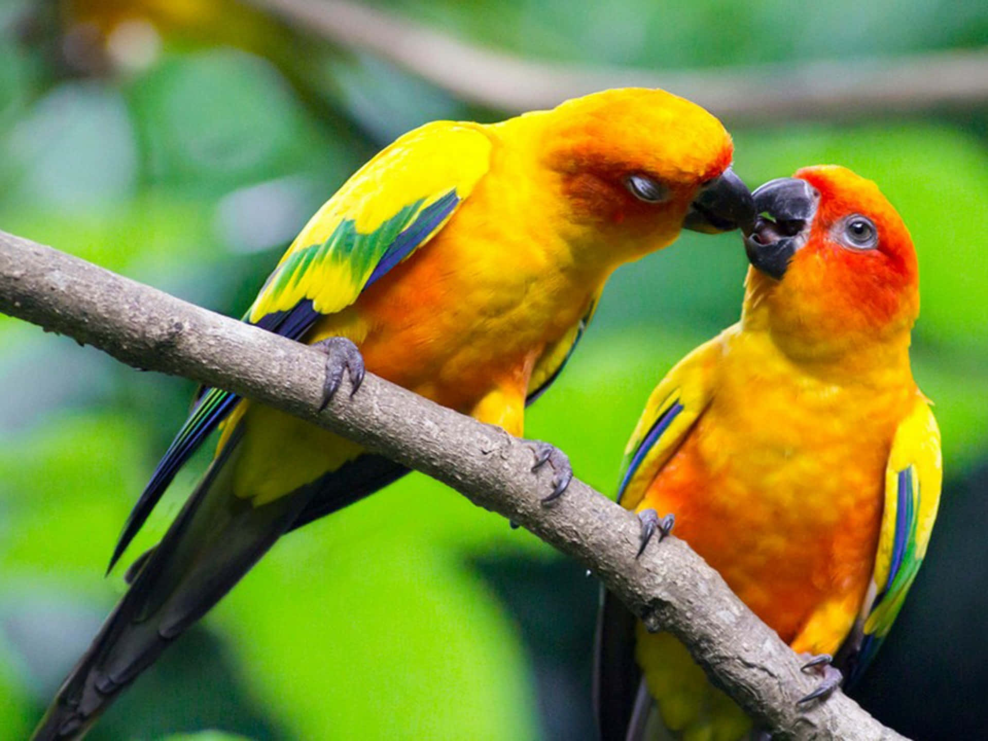 birds 桌布 壁紙 — 兩隻充滿活力的太陽錐尾鸚鵡棲息在樹枝上，在茂密的綠色背景下親暱地依偎。