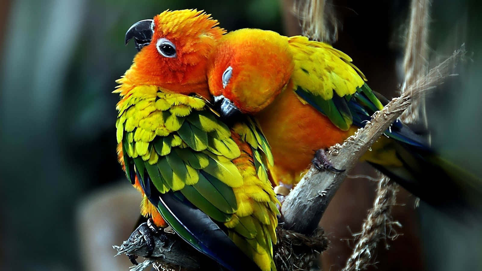 Lovebirds 桌布 壁紙 — 兩隻充滿活力的太陽錐尾鸚鵡緊密地棲息在樹枝上，牠們橙黃色和綠色的羽毛在柔和光線中閃耀。