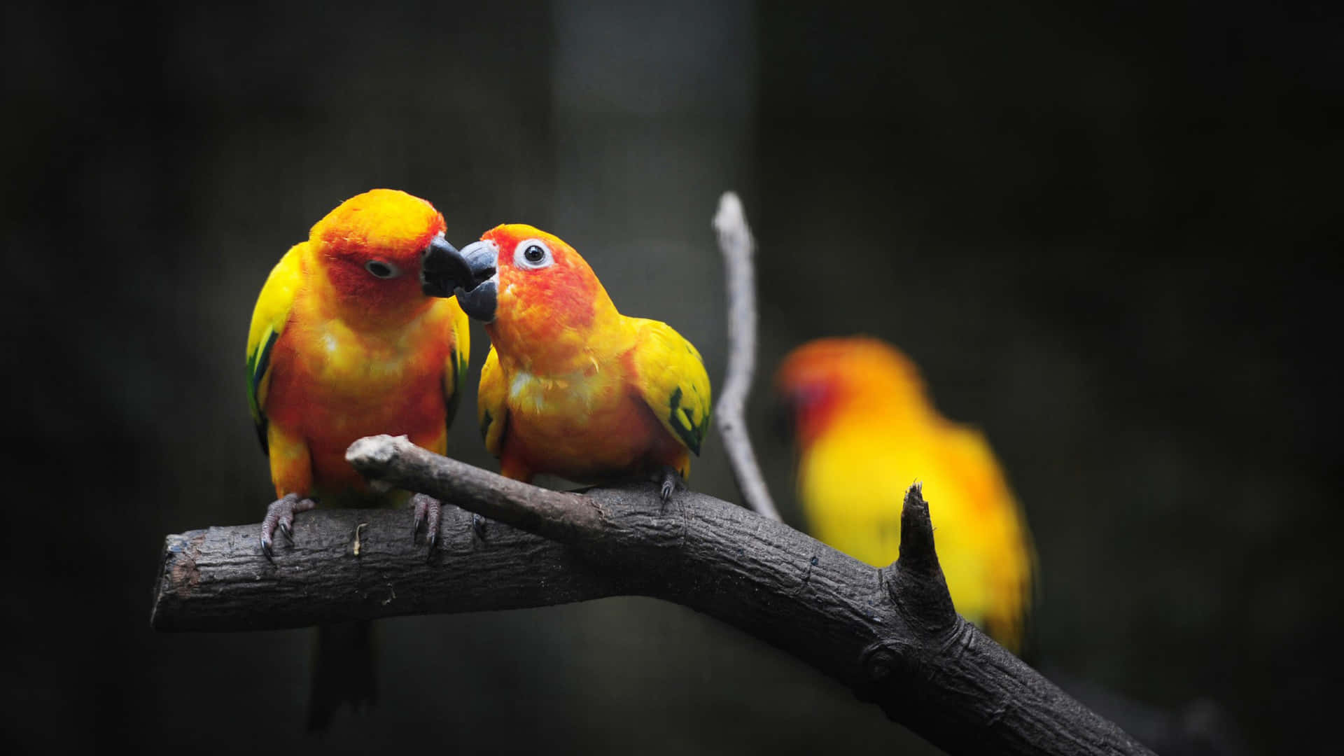 birds 桌布 壁紙 — 兩隻充滿活力的太陽錐尾鸚鵡緊貼在深色樹枝上，在柔和模糊的森林環境中互相摩擦鳥喙。