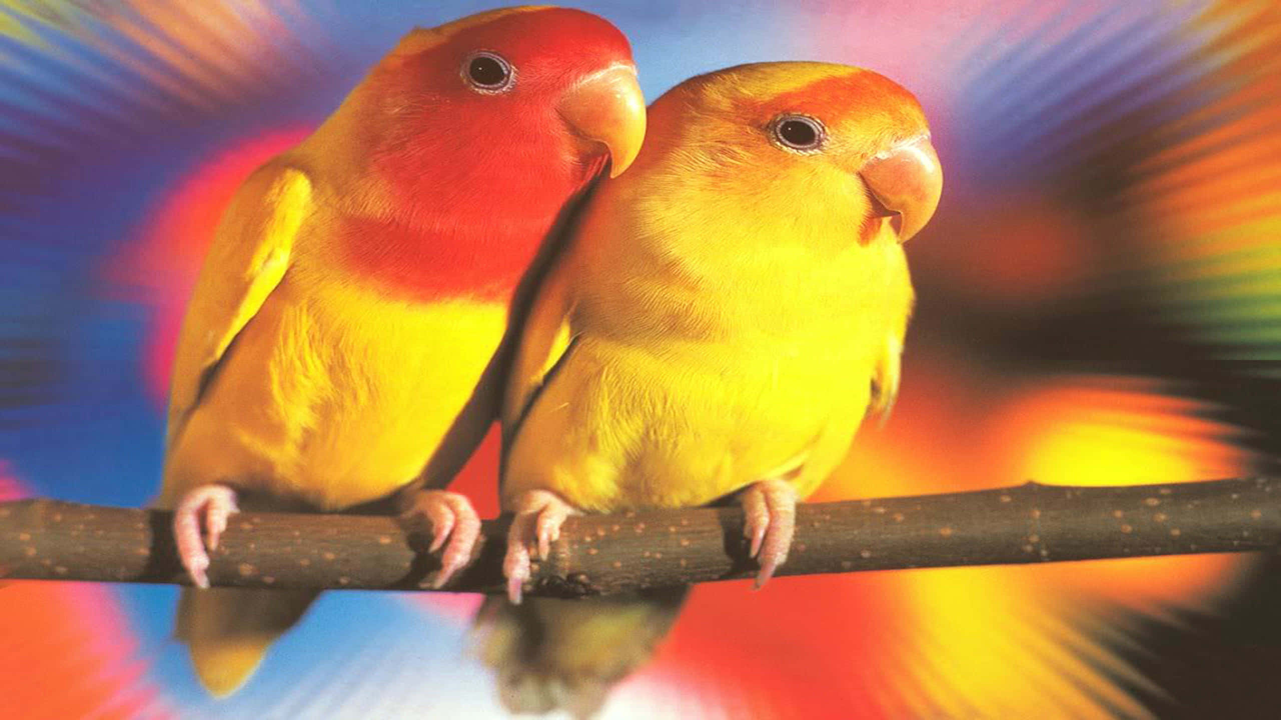 birds 桌布 壁紙 — 兩隻充滿活力的愛情鳥緊密地棲息在樹枝上，背景是絢麗多彩的抽象圖案。