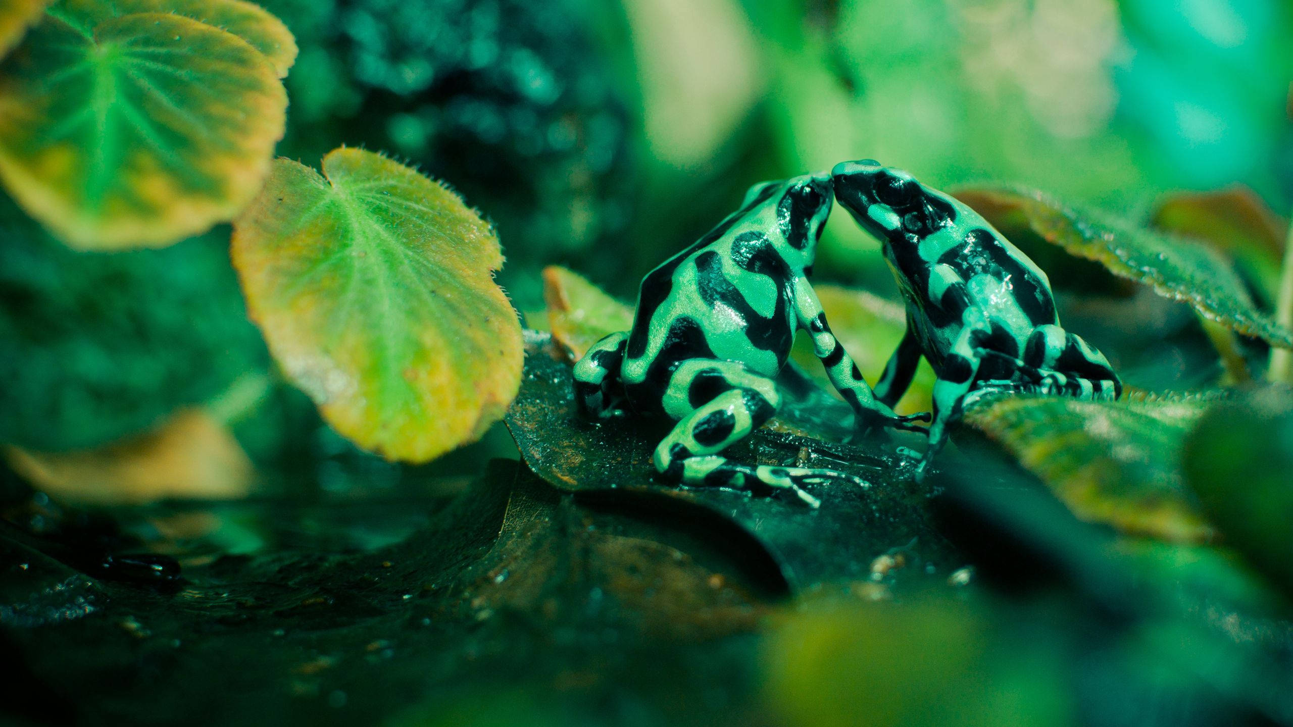 Frog 桌布 壁紙 — 兩隻充滿活力的綠色和黑色箭毒蛙在茂密的熱帶植物中的一片葉子上依偎。