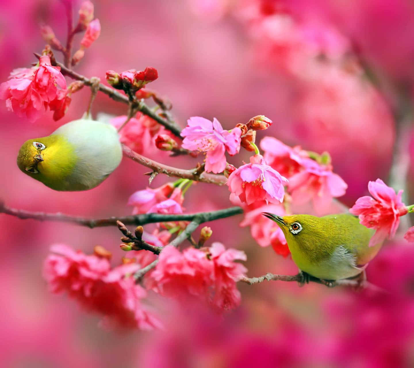 Spring Birds 桌布 壁紙 — 兩隻充滿活力的綠色小鳥棲息在樹枝上，樹枝上點綴著精緻的粉紅色櫻花，背景是柔和模糊的花卉。