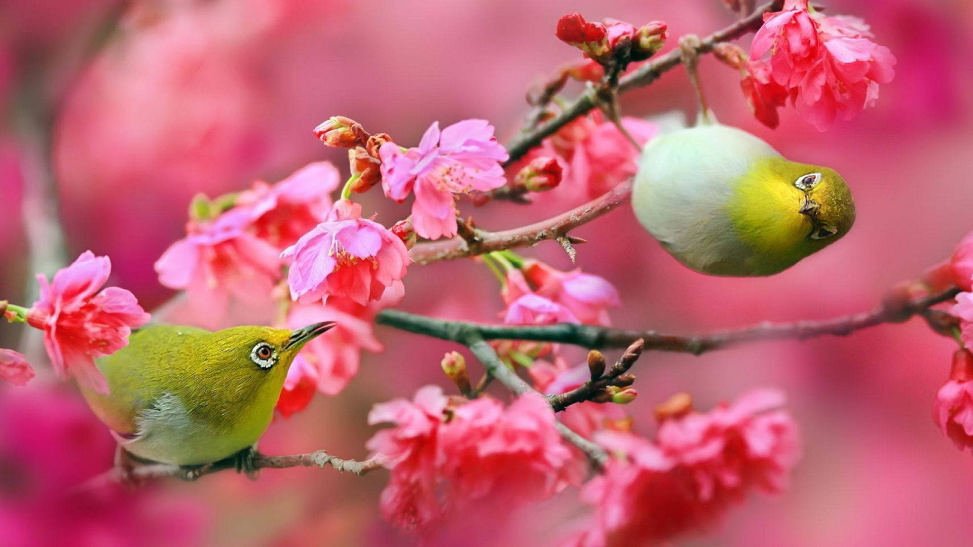 Cute Spring 桌布 壁紙 — 兩隻充滿活力的綠色小鳥棲息在裝飾著柔和粉紅色櫻花的樹枝上，背景是夢幻般模糊的花卉背景。