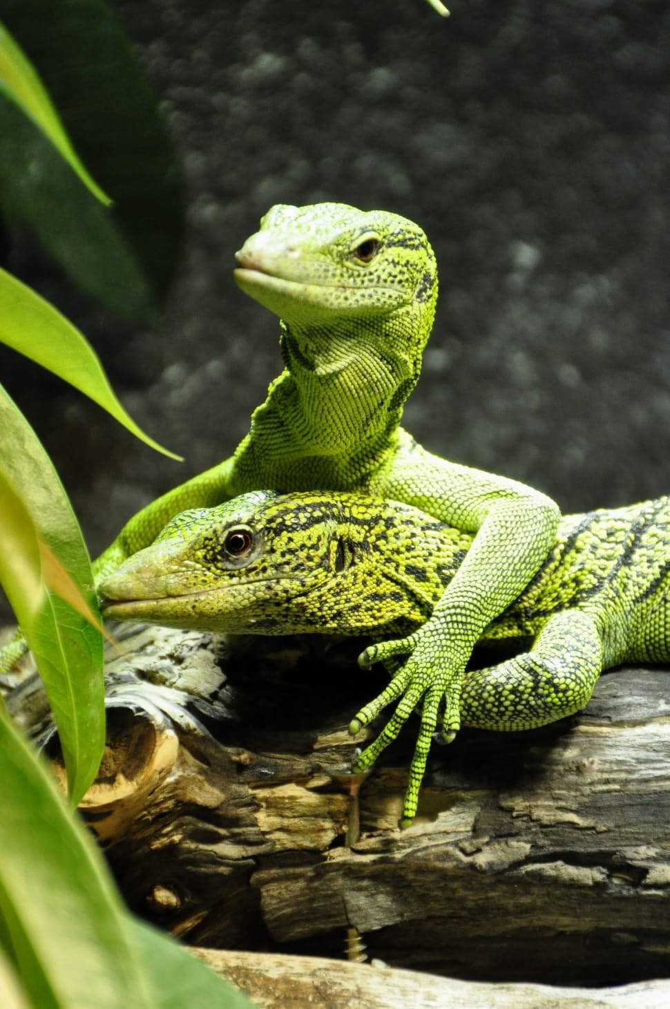 reptile 桌布 壁紙 — 兩隻充滿活力的綠色巨蜥在自然主義的圍欄中，棲息在一根風化的木頭上，周圍是茂密的樹葉。