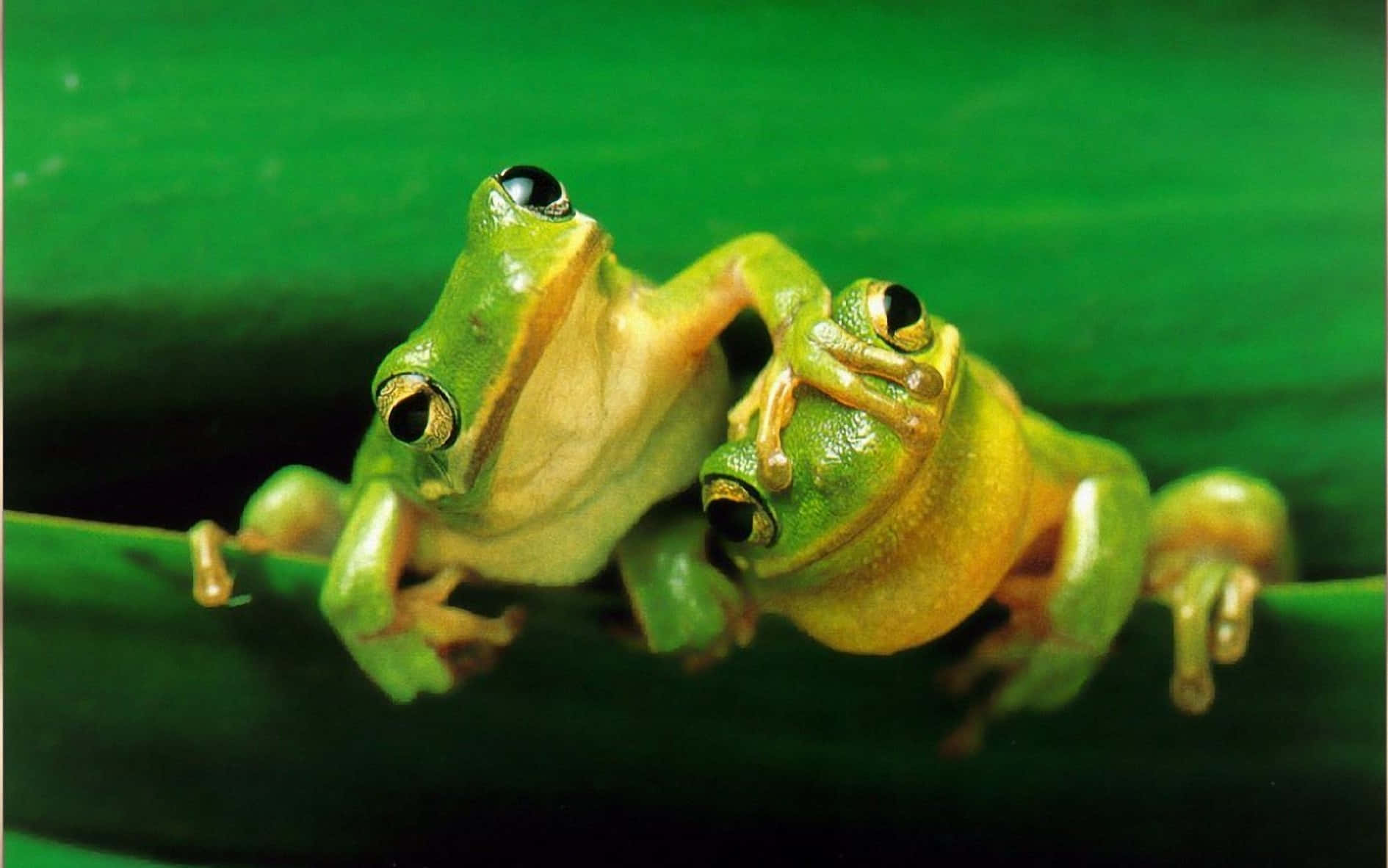 Frog 桌布 壁紙 — 兩隻充滿活力的綠色樹蛙，在茂密的叢林環境中，用大大的閃亮眼睛和纖細的四肢緊抓著一片葉子。