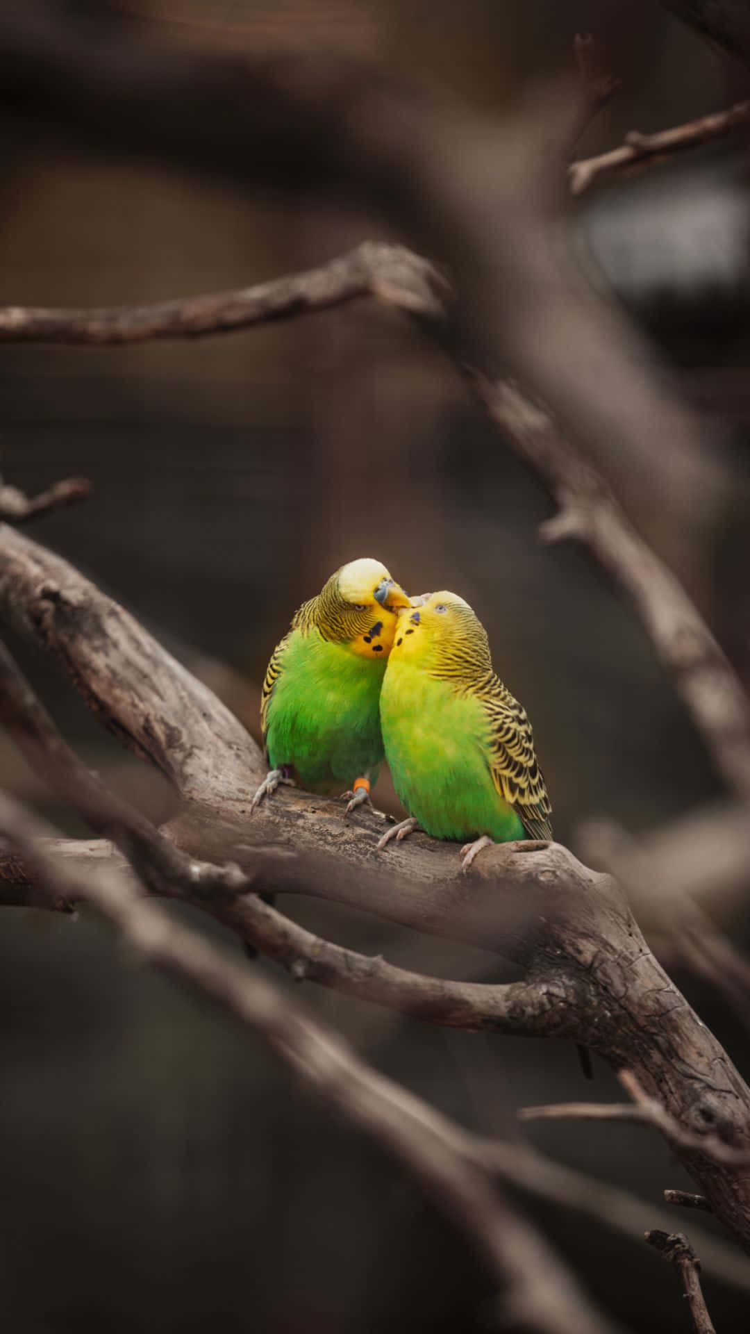 Bird iPhone 桌布 壁紙 — 兩隻充滿活力的綠色虎皮鸚鵡緊貼在一個多節的樹枝上，鳥喙相觸，在柔和模糊的自然背景下展現溫柔一刻。
