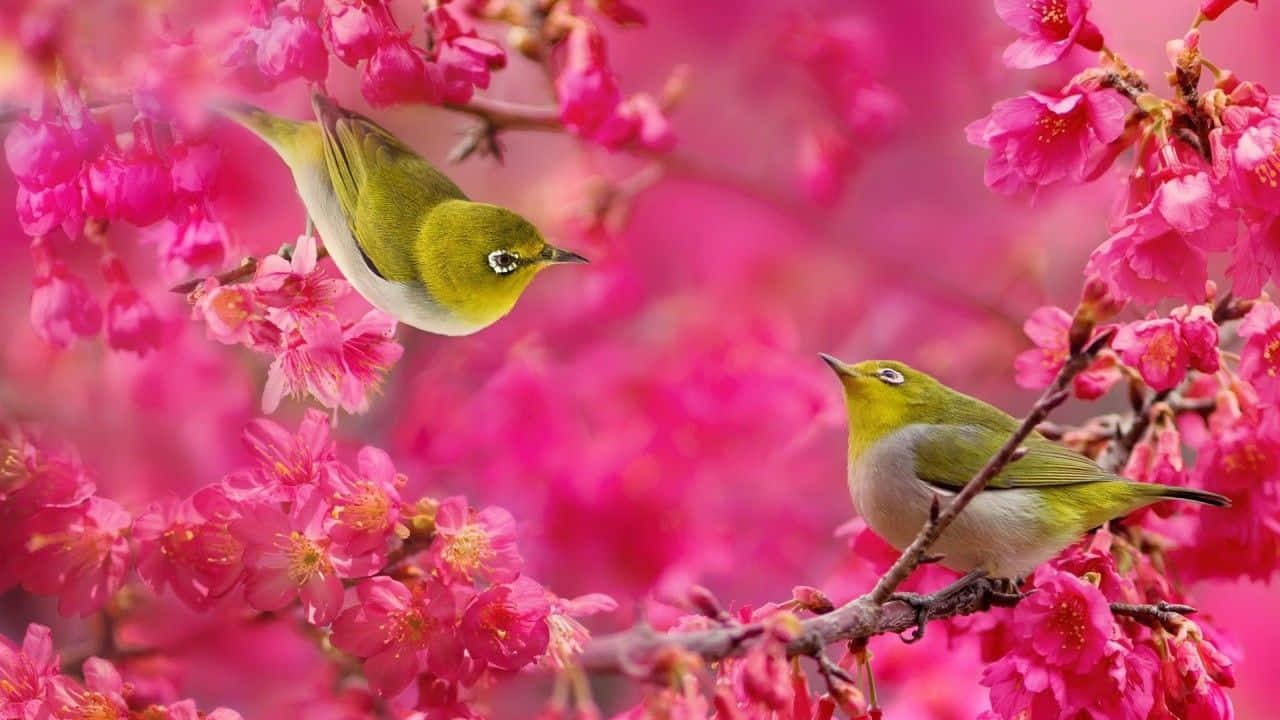 Spring Birds 桌布 壁紙 — 兩隻充滿活力的綠色鳥兒棲息在鮮豔的粉紅色櫻花中，營造出柔焦的春日景象。