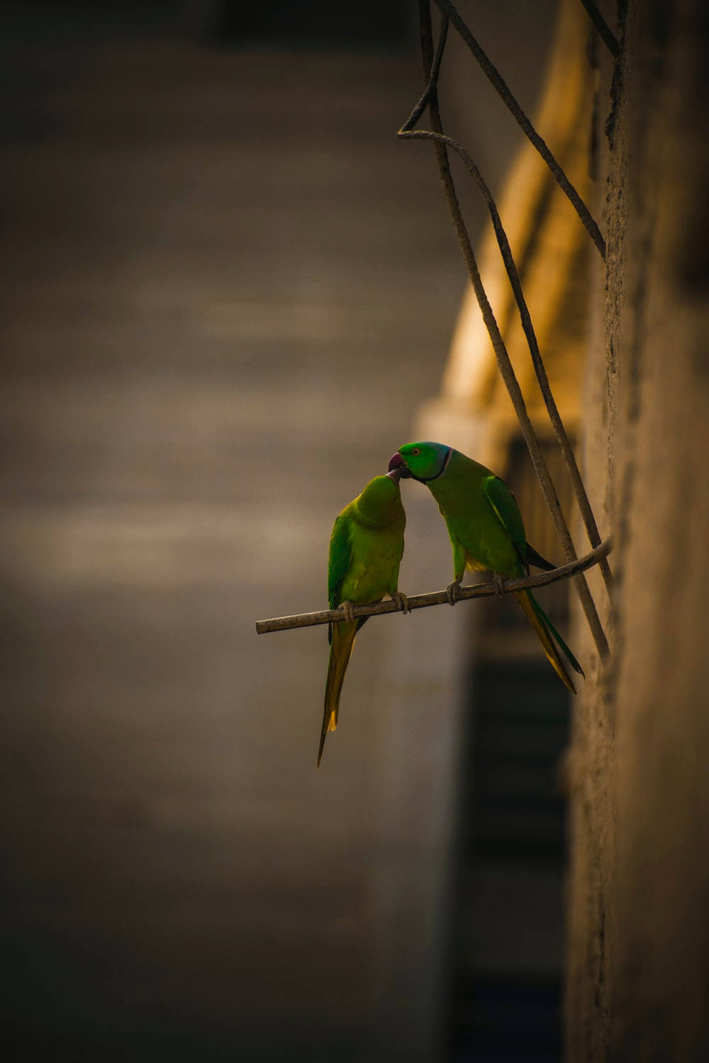 birds 桌布 壁紙 — 兩隻充滿活力的綠色鸚鵡棲息在一條光線昏暗的小巷中的樹枝上，分享親密時刻。