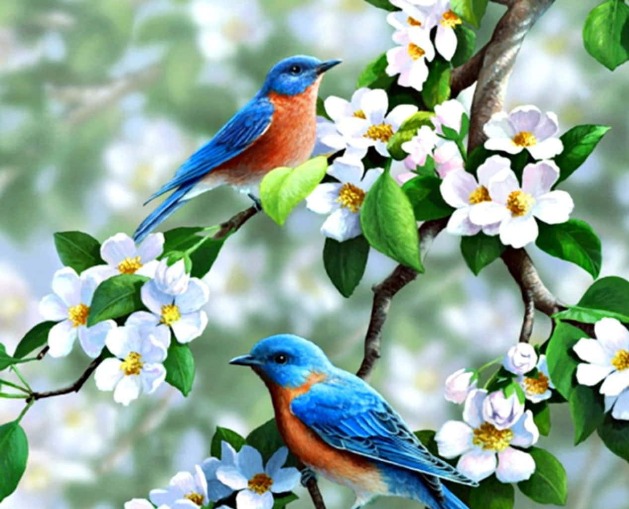 Spring Birds 桌布 壁紙 — 兩隻充滿活力的藍鳥優雅地棲息在盛開的白色花朵中，花朵有黃色花心和茂盛的綠葉。