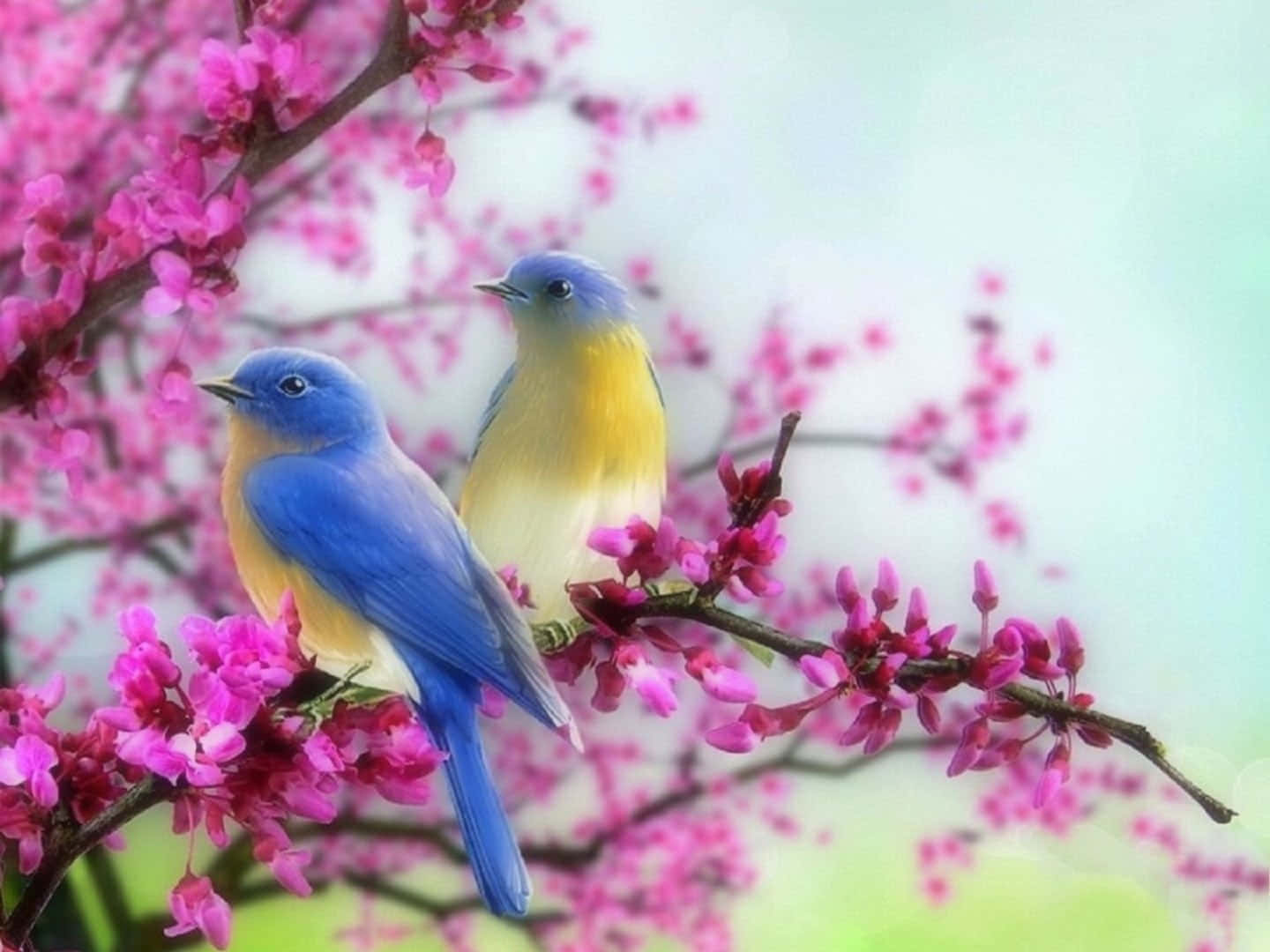 Spring Birds 桌布 壁紙 — 兩隻充滿活力的藍鳥棲息在開滿粉紅色花朵的樹枝上，背景是柔和模糊的天空。