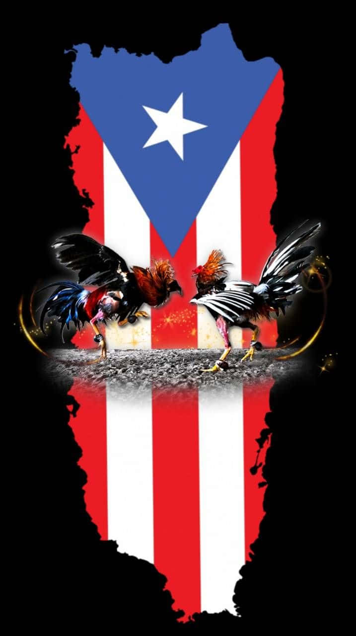 Puerto Rican 桌布 壁紙 — 兩隻兇猛的公雞在一個粗糙的競技場中衝突，以波多黎各國旗的剪影為框架，背景為黑色。