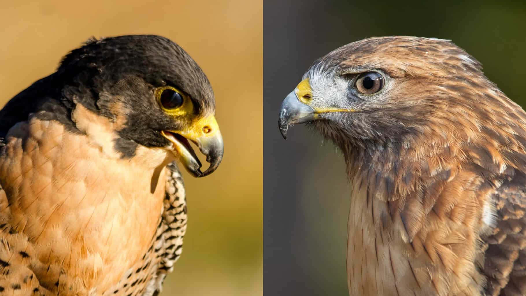 Falcon 桌布 壁紙 — 兩隻兇猛的猛禽並排，一隻黑頭黃眼，另一隻有棕色羽毛和鋒利的喙。
