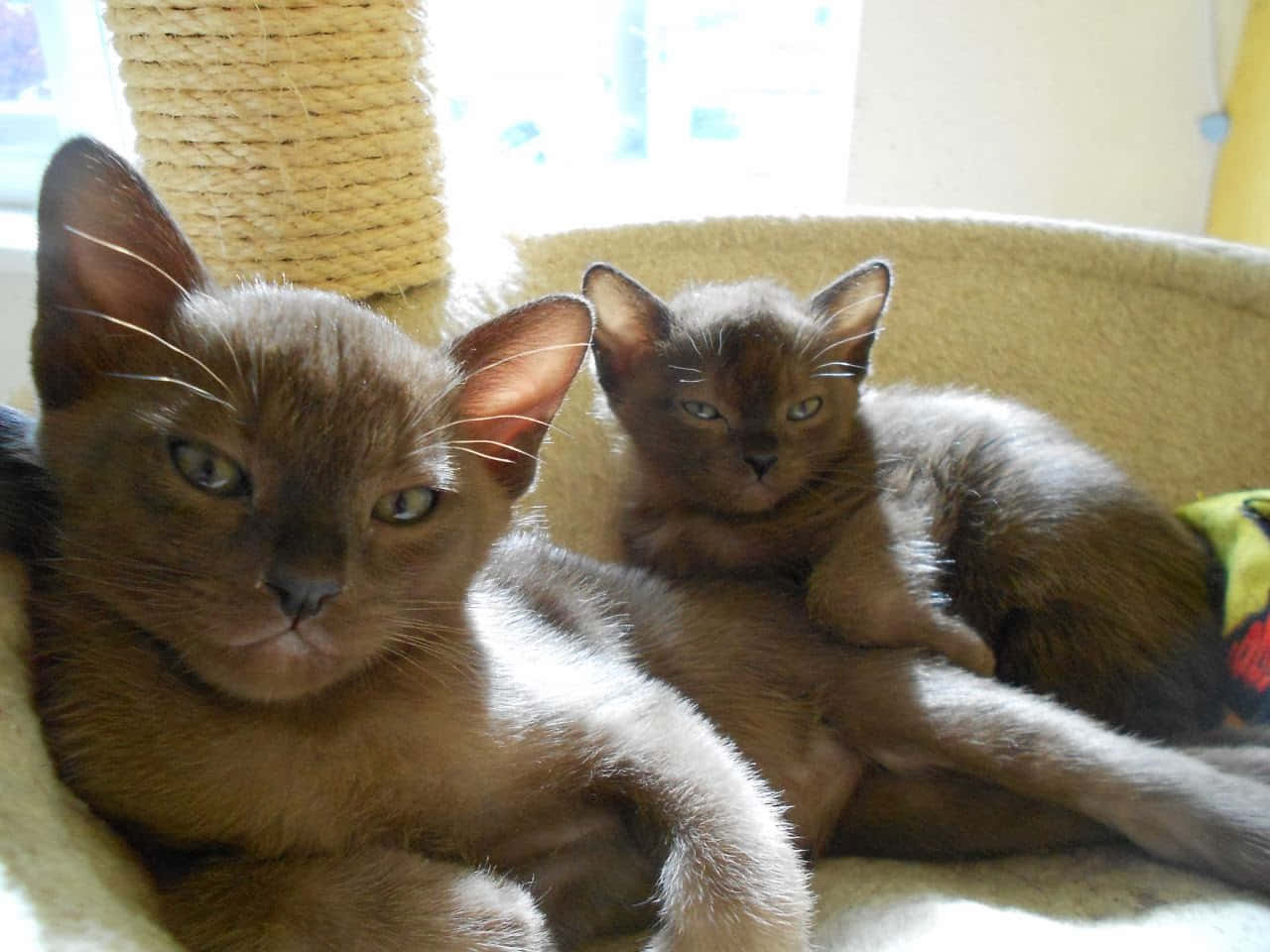 Burmese Cat 桌布 壁紙 — 兩隻光滑的棕色貓咪一起在舒適的貓樹上休息，柔和的陽光照射進來。