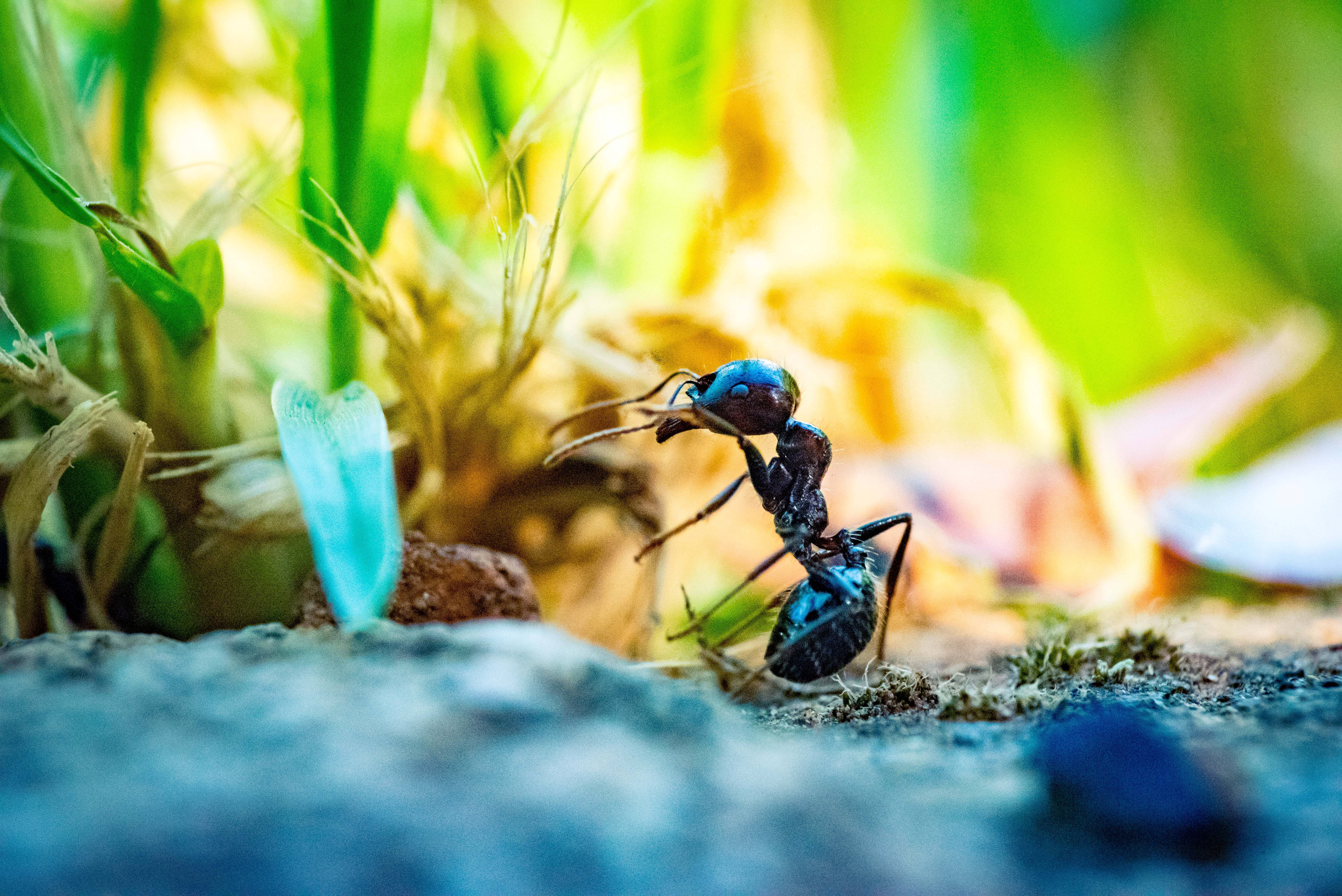 Insect 桌布 壁紙 — 兩隻光澤的黑色螞蟻在陽光明媚下，於充滿活力的綠色草地中的苔蘚石頭上互動。