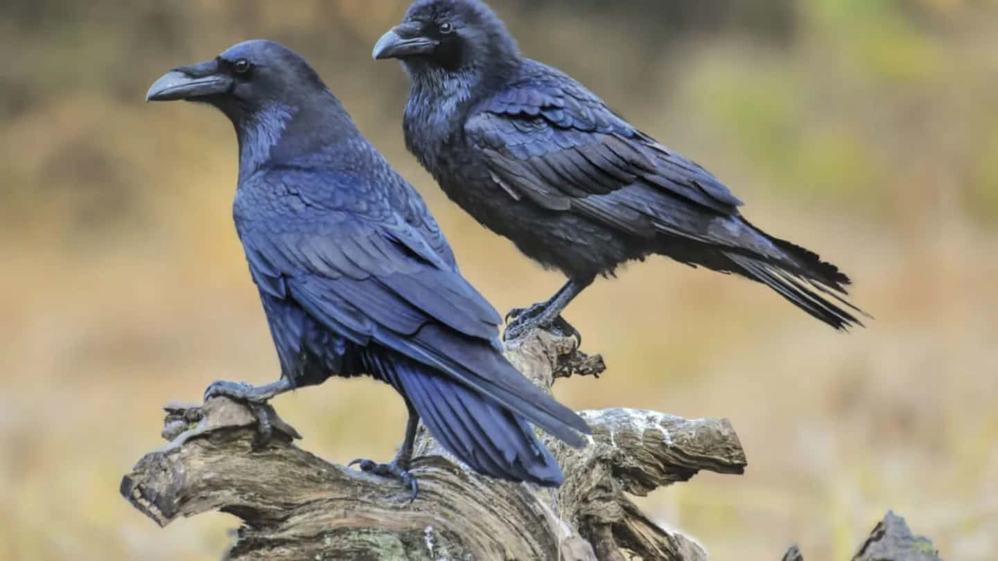 Raven 桌布 壁紙 — 兩隻光澤黑色烏鴉警覺地棲息在風化的樹枝上，背景是柔和模糊的金色。