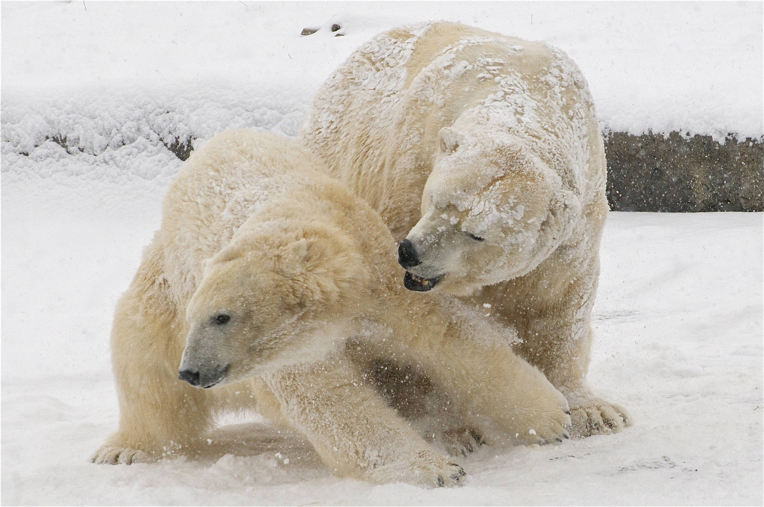 Polar 桌布 壁紙 — 兩隻北極熊在深雪中摔跤，踢起雪花，構成冬日荒野場景。