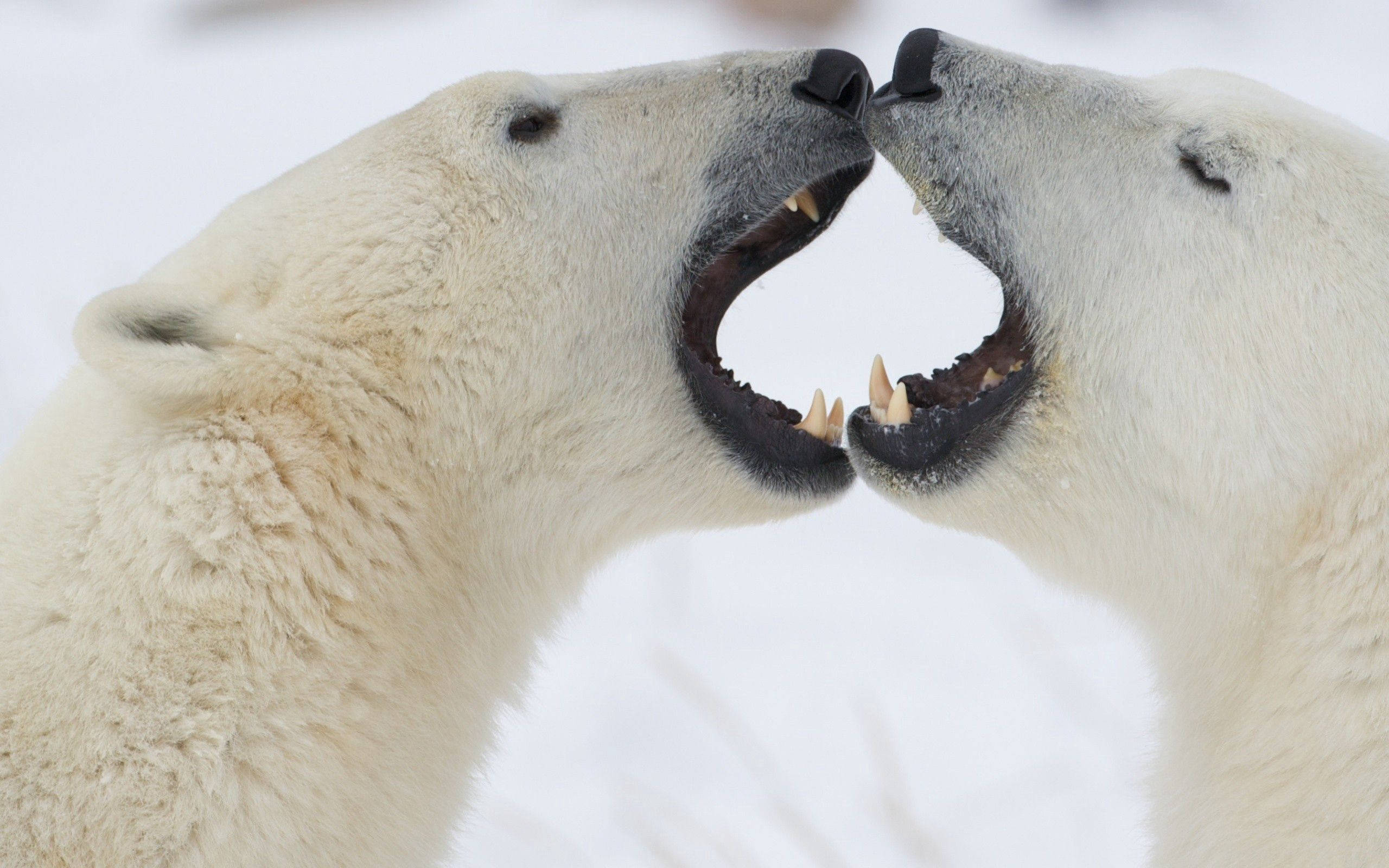 Polar 桌布 壁紙 — 兩隻北極熊在白雪皚皚的北極環境中張大嘴巴對峙。