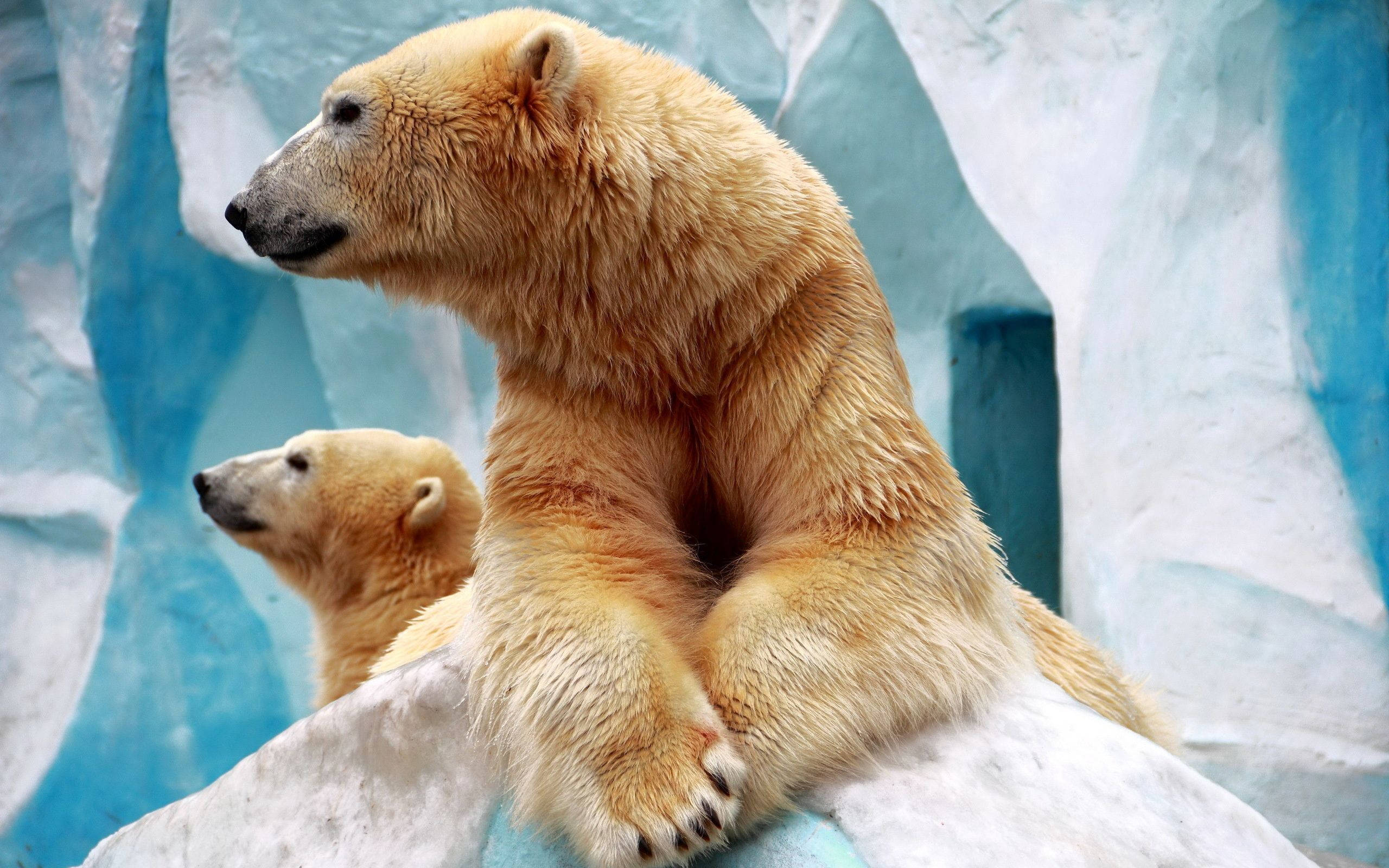 Polar 桌布 壁紙 — 兩隻北極熊在藍白背景下於冰岩上休息，一隻向前看，另一隻向左看。