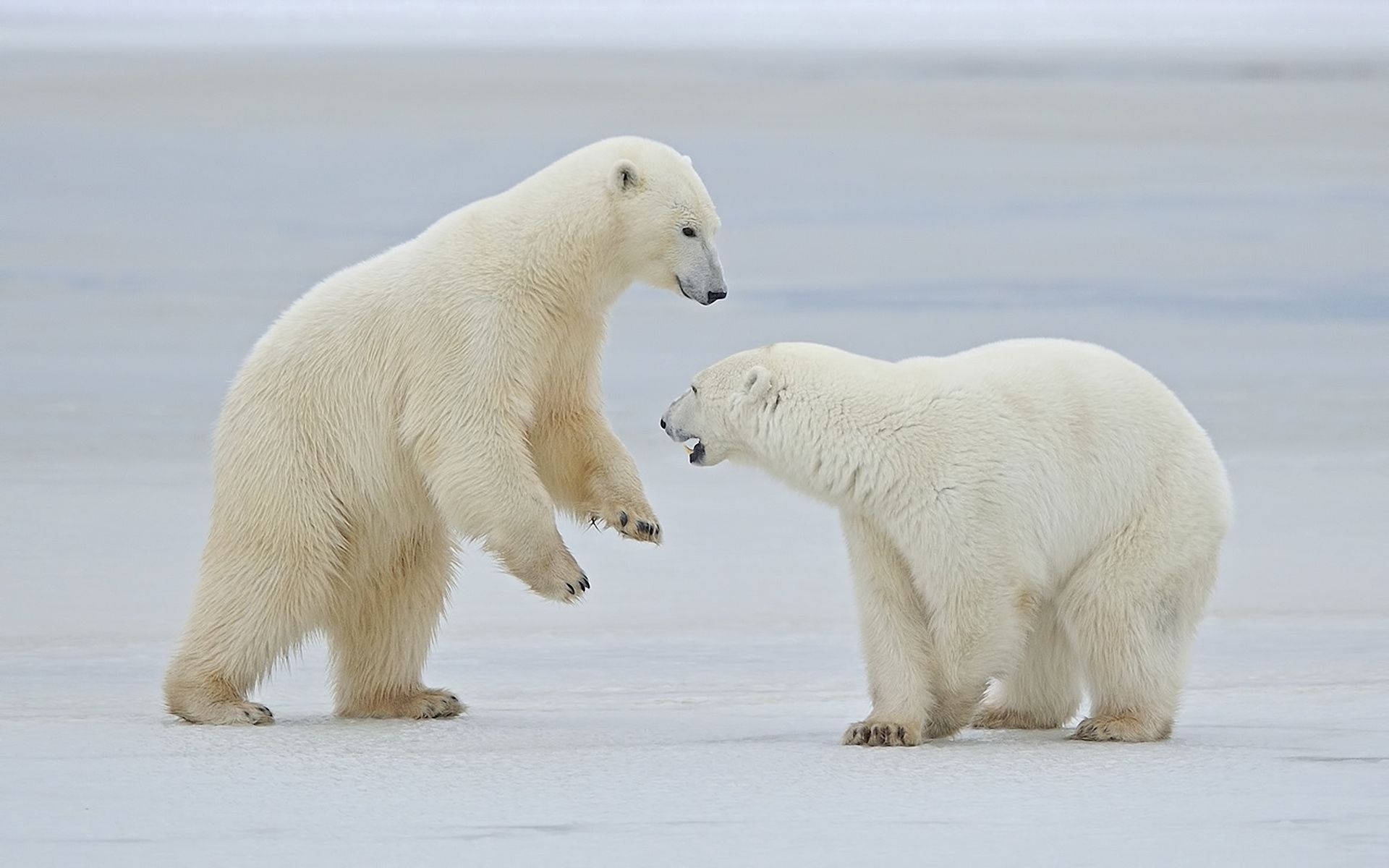 Polar 桌布 壁紙 — 兩隻北極熊站在廣闊北極平原的冰上，進行著嬉戲或對抗性的互動。