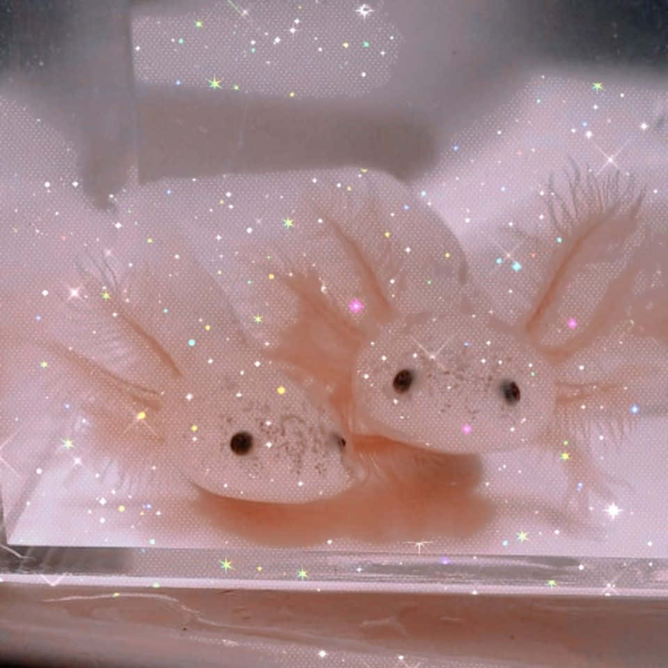動物 桌布 壁紙 — 兩隻半透明的蠑螈，帶有羽毛狀的鰓，在水箱中休息，閃爍著閃閃發光的亮片效果。
