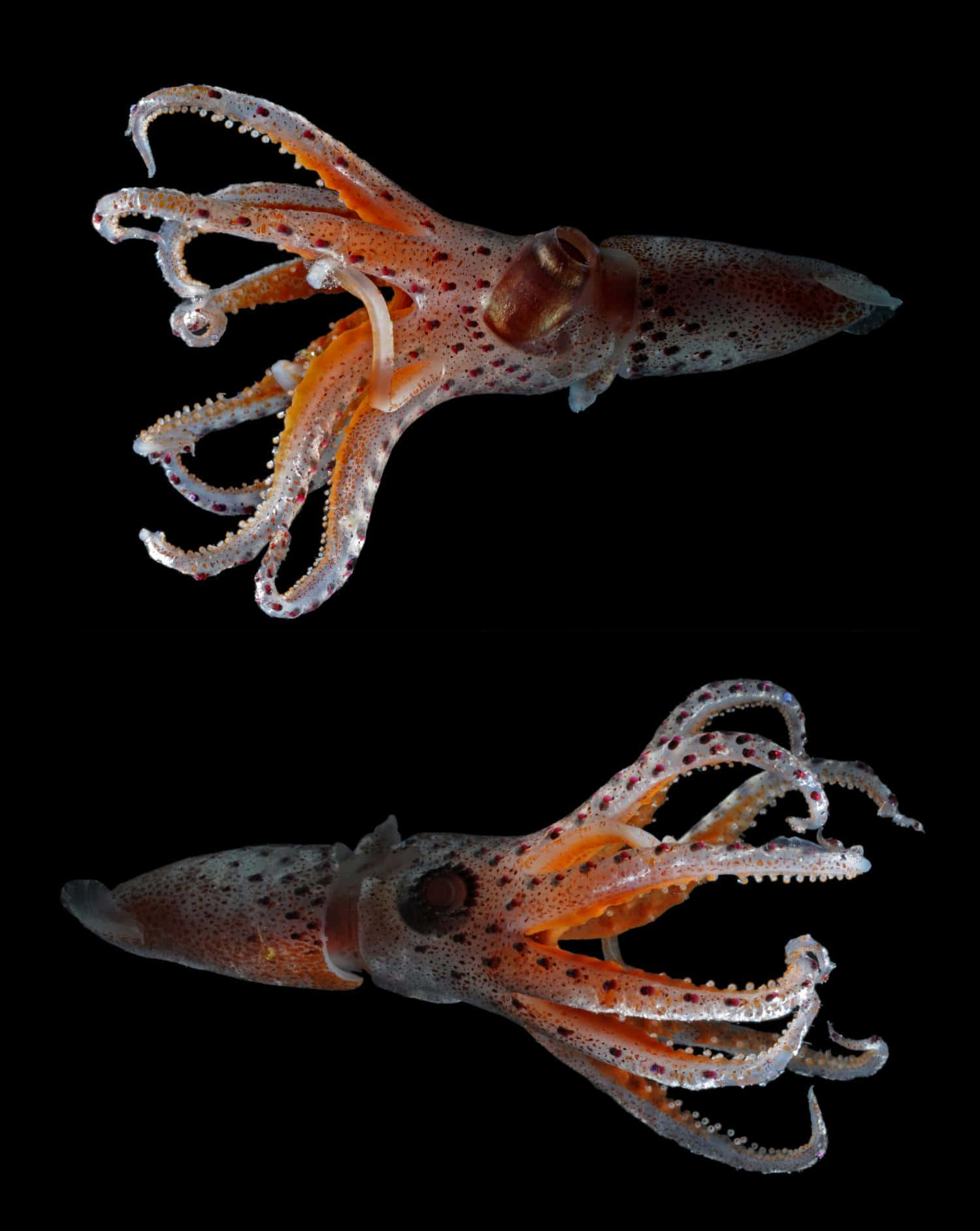 squid 桌布 壁紙 — 兩隻半透明的魷魚帶有橙色點綴和斑點皮膚，在純黑色背景上漂浮。