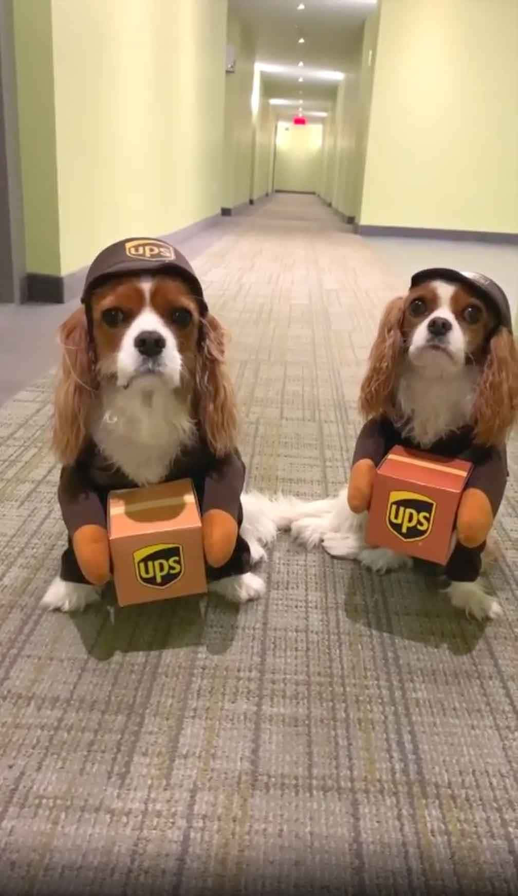 Funny Dog 桌布 壁紙 — 兩隻卡瓦利亞國王查理斯犬打扮成UPS送貨犬，坐在飯店走廊，手持紙板包裹。