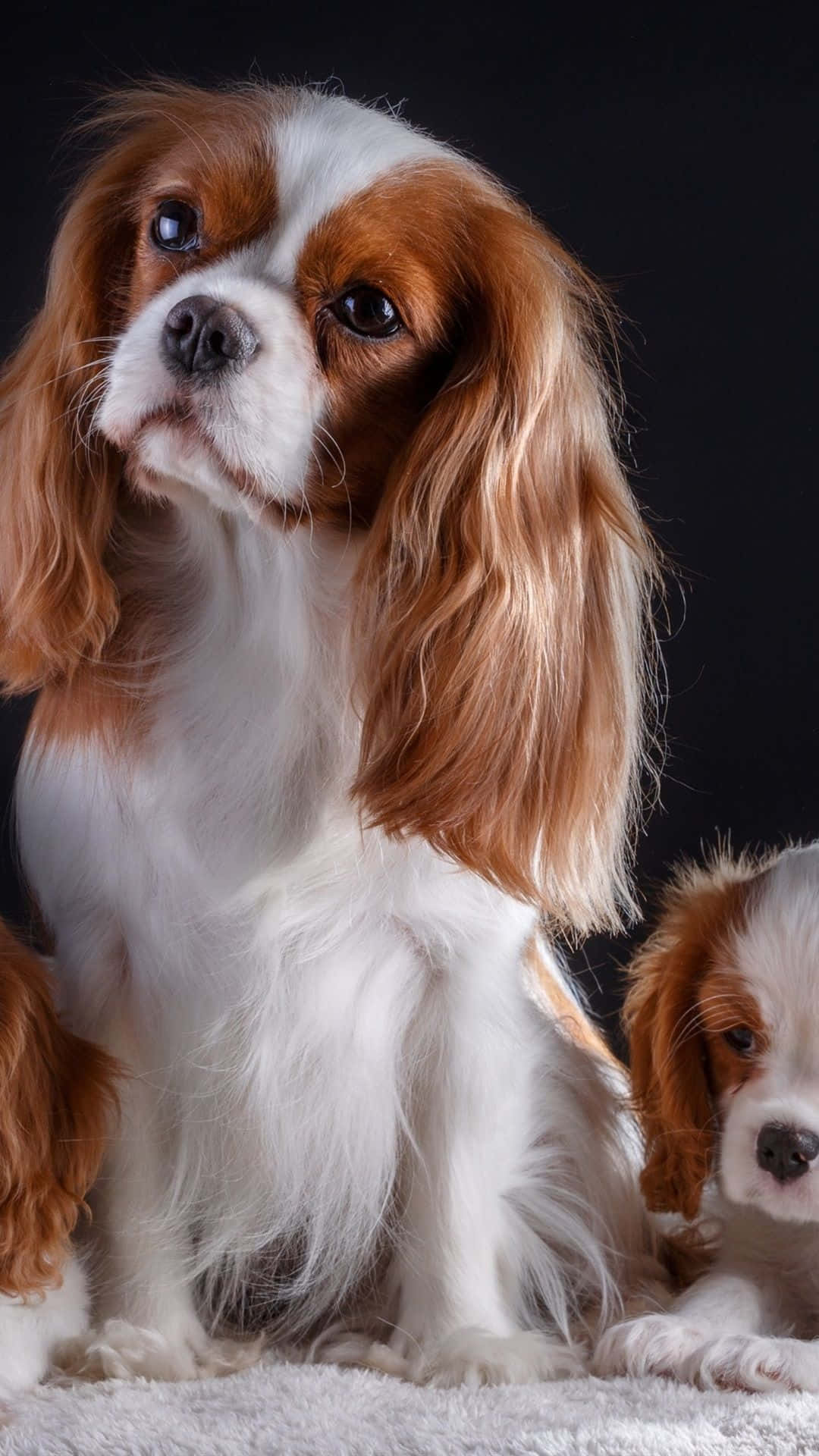 寵物動圖 桌布 壁紙 — 兩隻卡瓦利亞查理斯王小獵犬，擁有蓬鬆白色和栗色毛髮，在純黑背景下溫柔凝視。