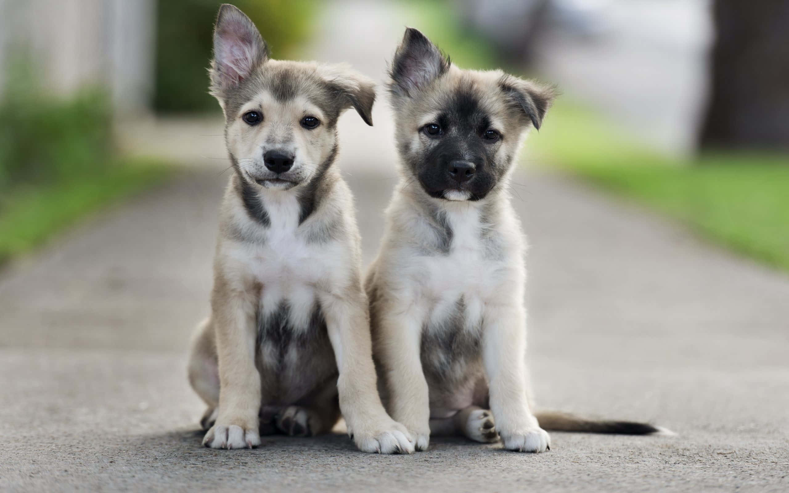 Cute Puppies 桌布 壁紙 — 兩隻可愛毛茸茸的小狗，有著大大的深色眼睛，並排坐在鋪砌的小路上，好奇地看著相機。