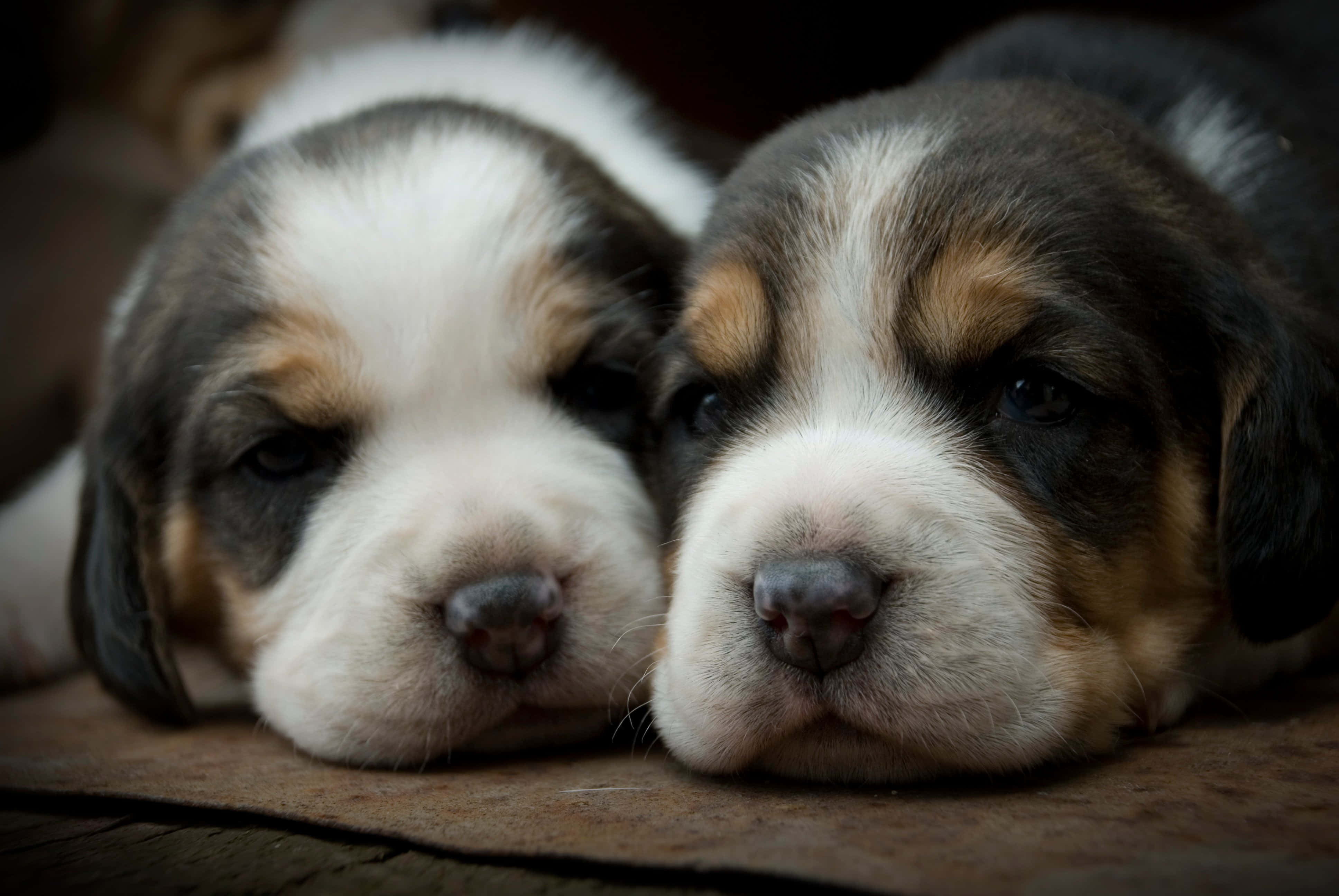 Cute Puppy 桌布 壁紙 — 兩隻可愛的三色比格犬幼犬將頭靠在一起放在木質表面上，眼睛半閉，安然入睡。