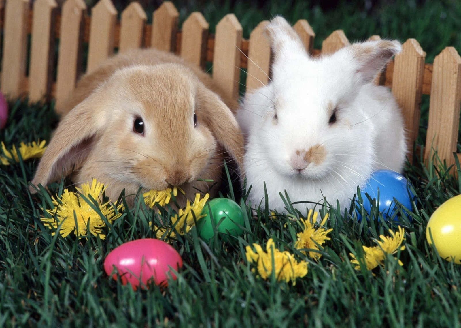 Easter 桌布 壁紙 — 兩隻可愛的兔子，一棕一白，坐在草地上，旁邊是色彩繽紛的復活節彩蛋和黃色蒲公英。