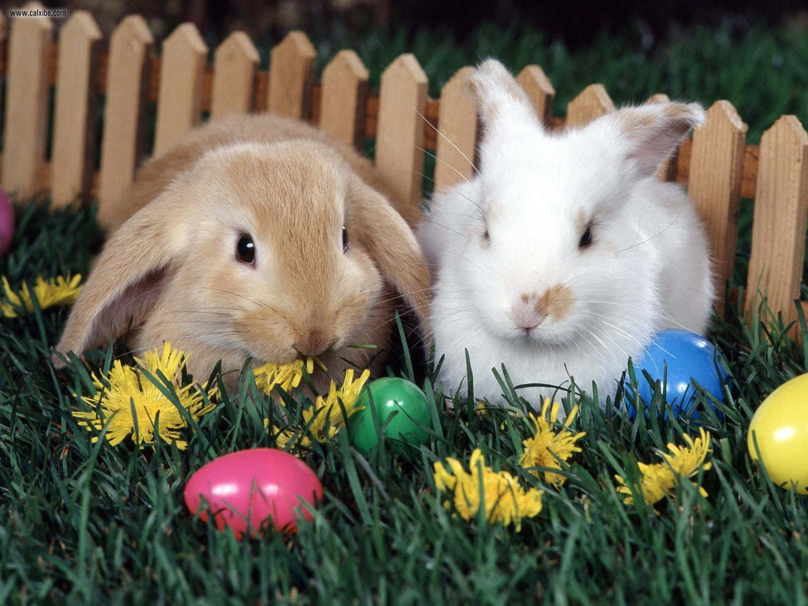 Easter Bunny 桌布 壁紙 — 兩隻可愛的兔子，一隻棕色一隻白色，坐在充滿活力的綠色草地上，周圍有色彩繽紛的復活節彩蛋和黃色蒲公英。