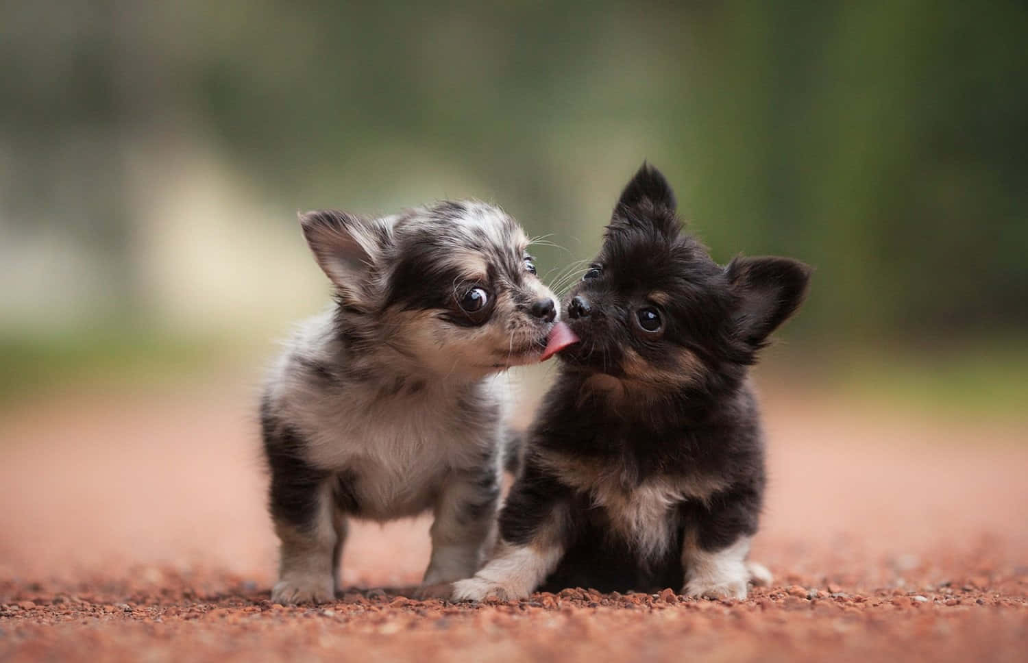 Cute Puppy 桌布 壁紙 — 兩隻可愛的吉娃娃幼犬，一灰一黑，在一條微紅的泥土路上親暱地依偎。